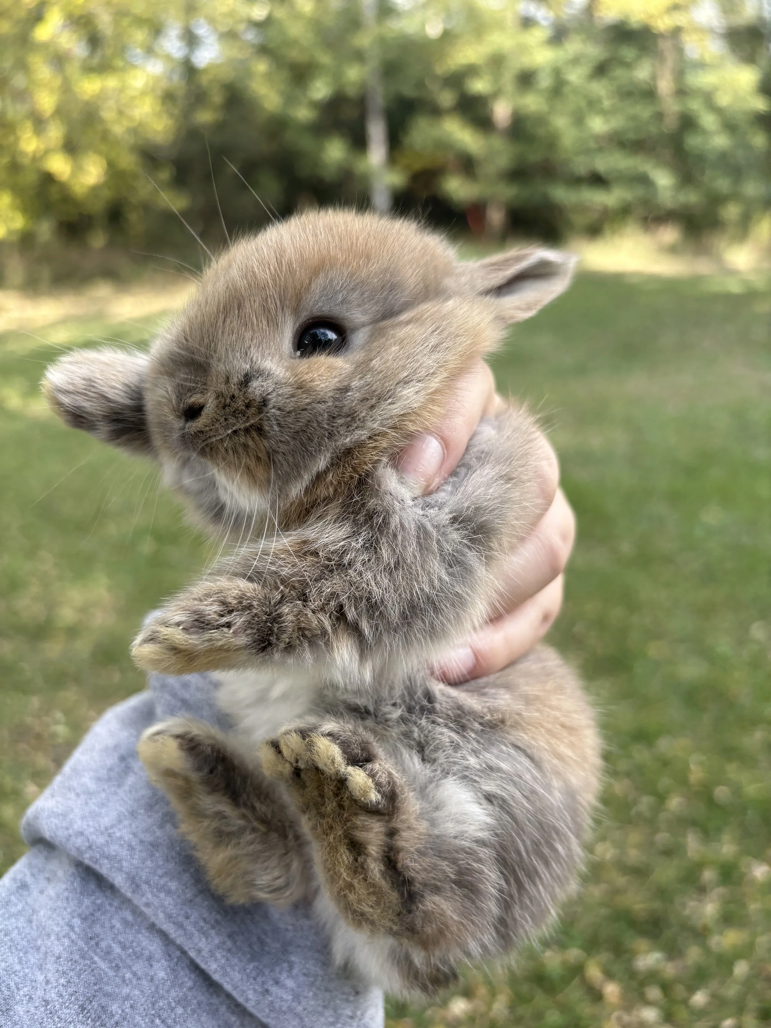 Close-up of a fluffy baby goat being held outdoors, with a blurred green forest background