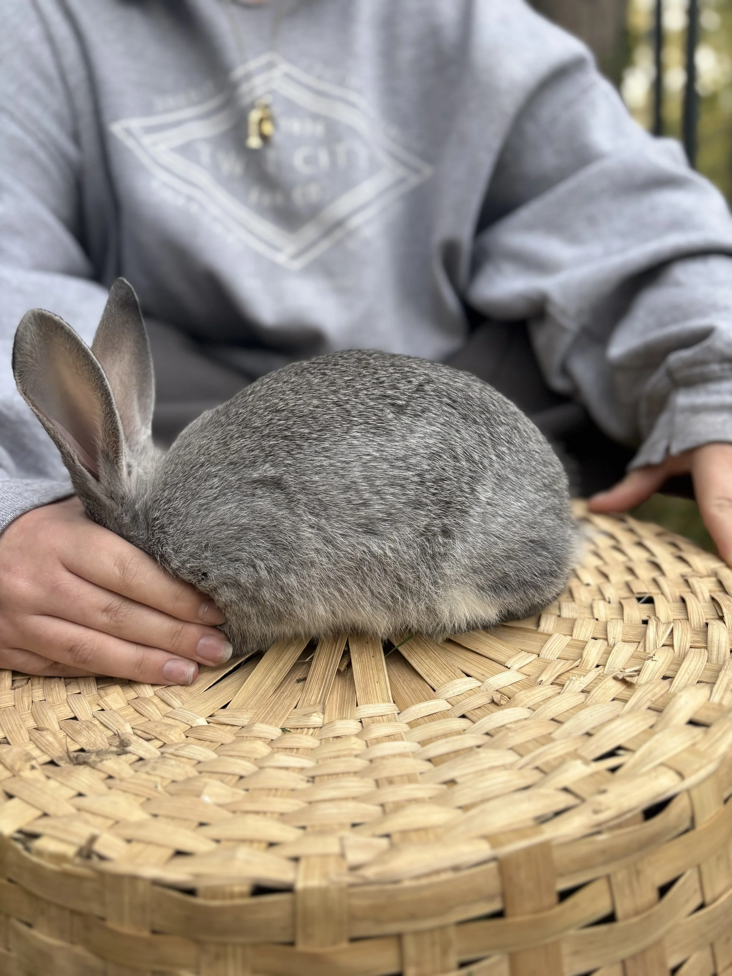 Close-up of a gray rabbit being gently held on a woven bamboo basket outdoors