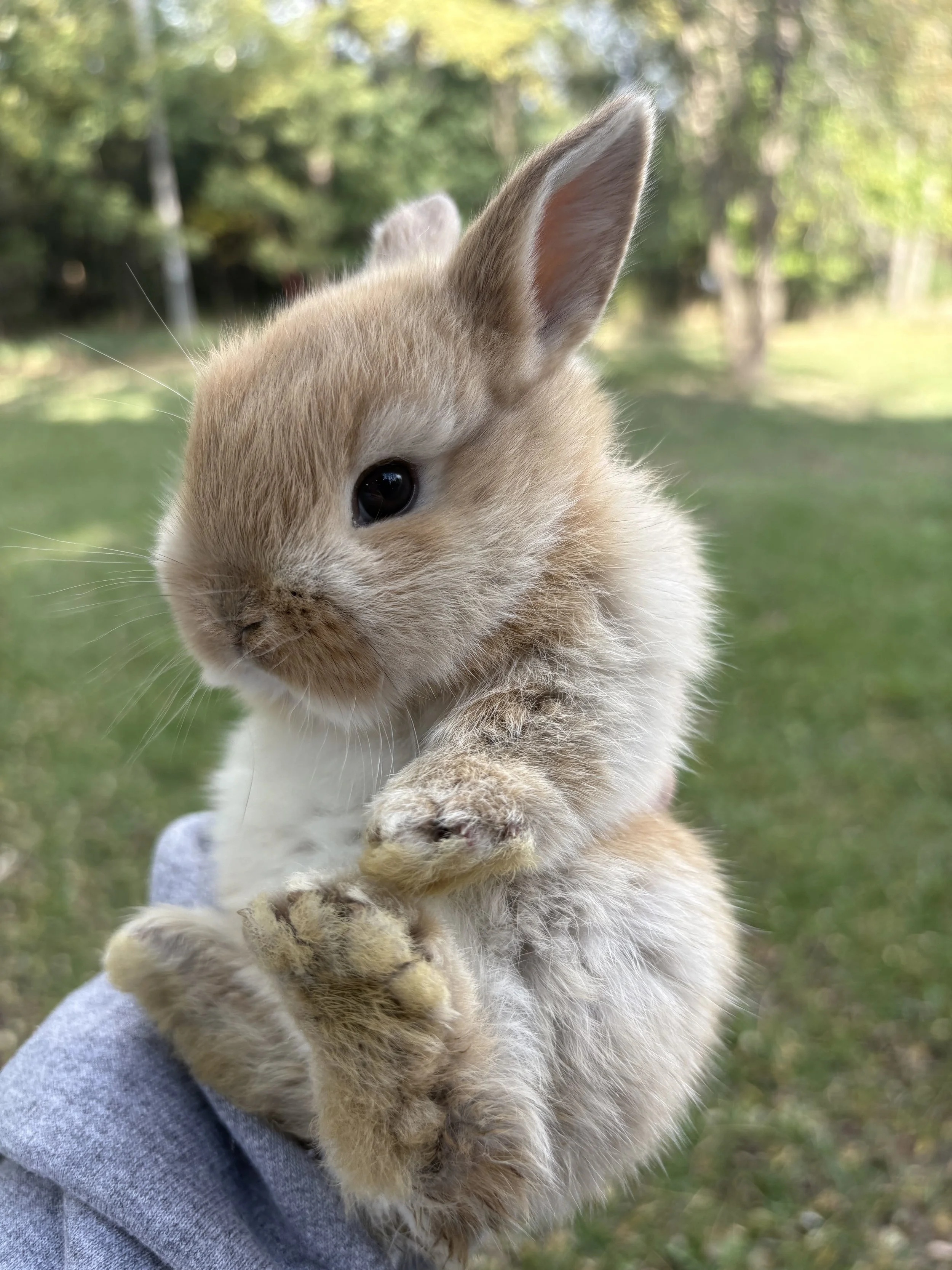 Close-up of a fluffy baby rabbit being held outdoors against a blurred green forest background
