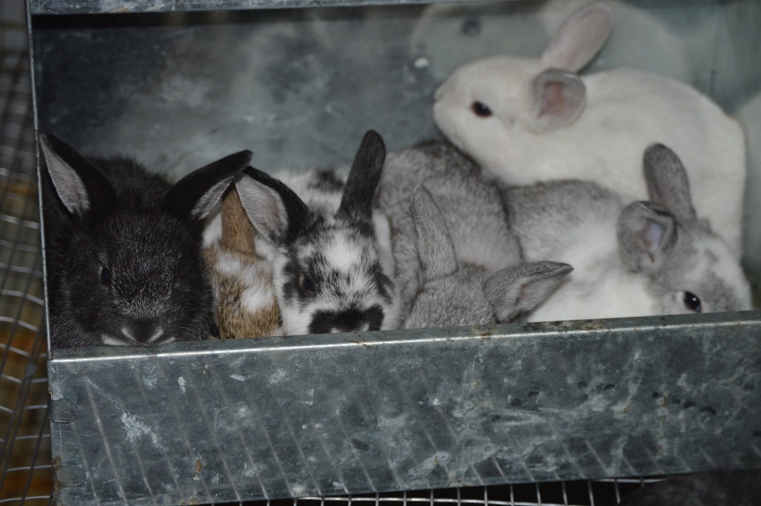 Group of black, white, gray, and brown rabbits crowded inside a galvanized metal cage