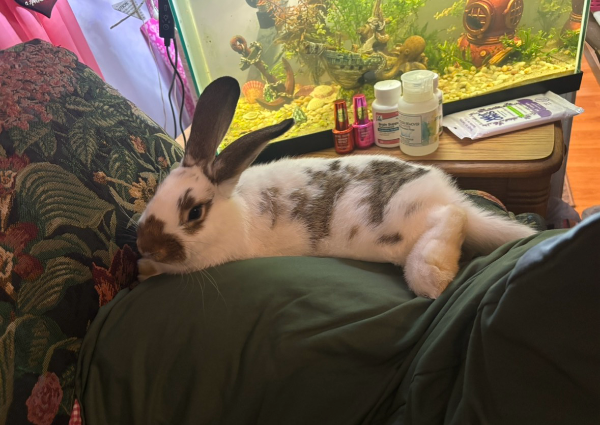 Spotted white rabbit relaxing on a person's lap in front of a decorated aquarium