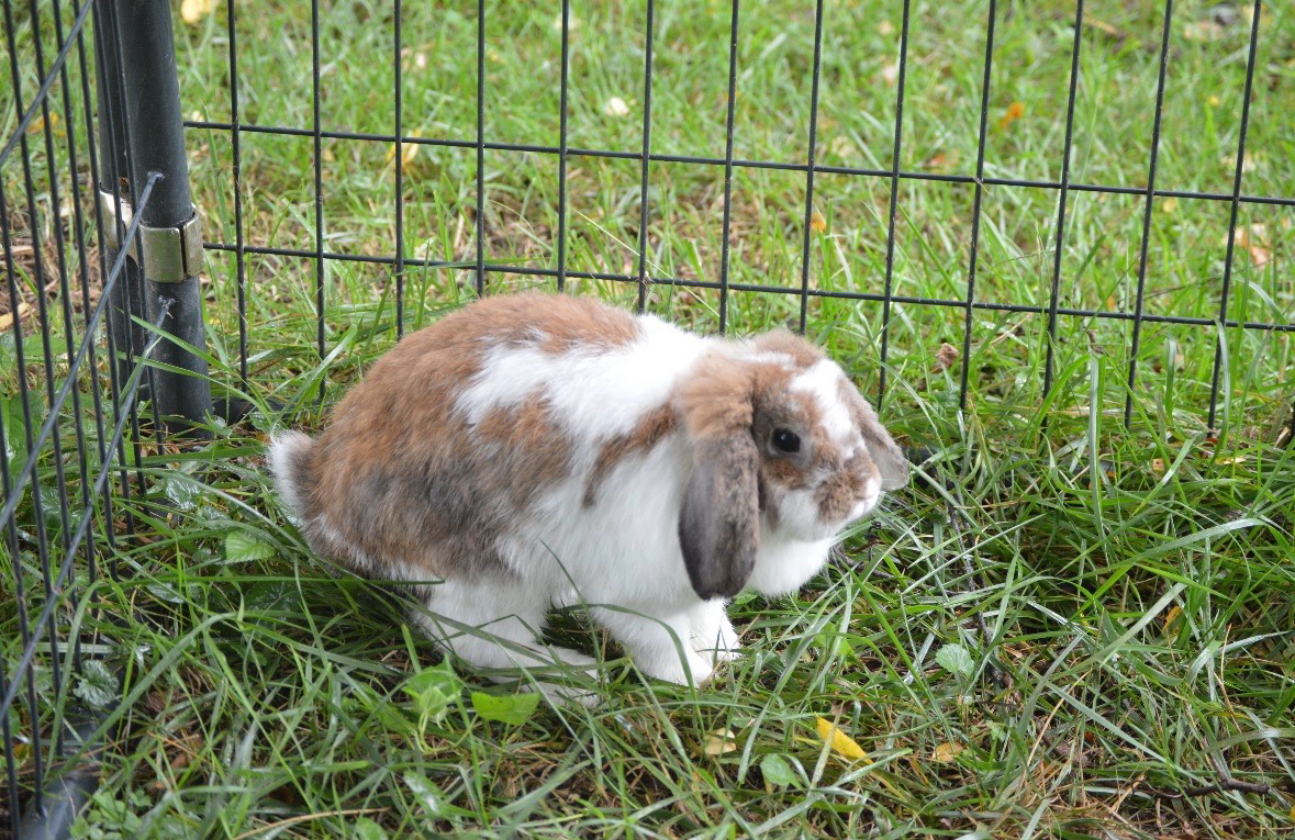 Brown and white lop-eared rabbit sitting in grass inside a wire enclosure