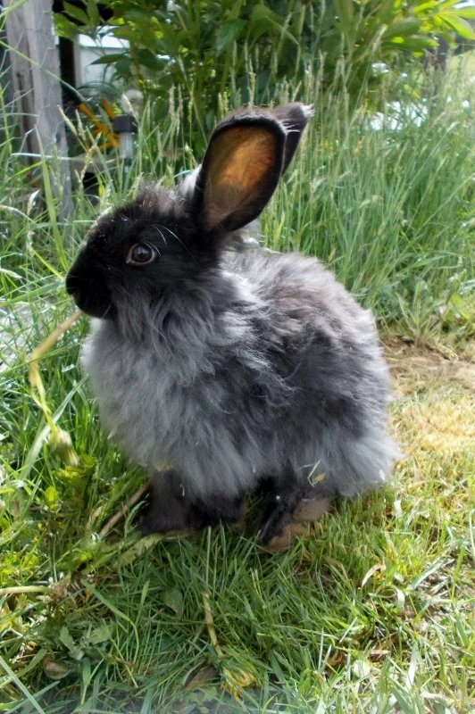 Fluffy black and gray lionhead rabbit sitting in grass outdoors