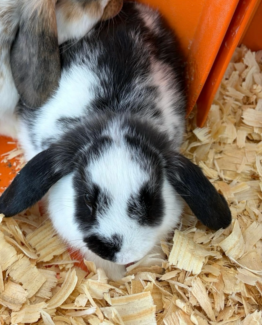 Black-and-white lop-eared rabbit resting on wood shavings in an orange enclosure