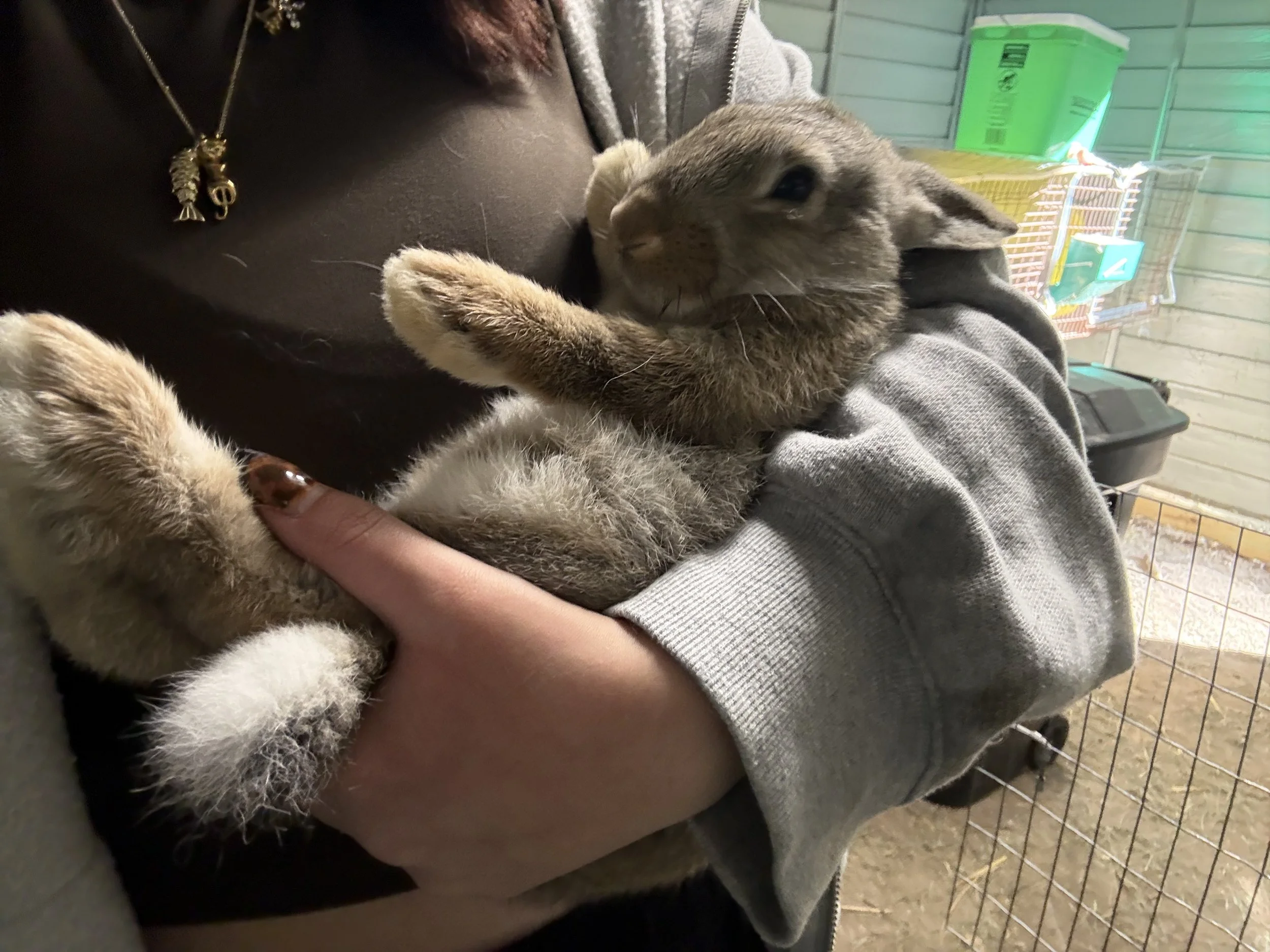 Person cuddling a gray rabbit in front of its wire cage