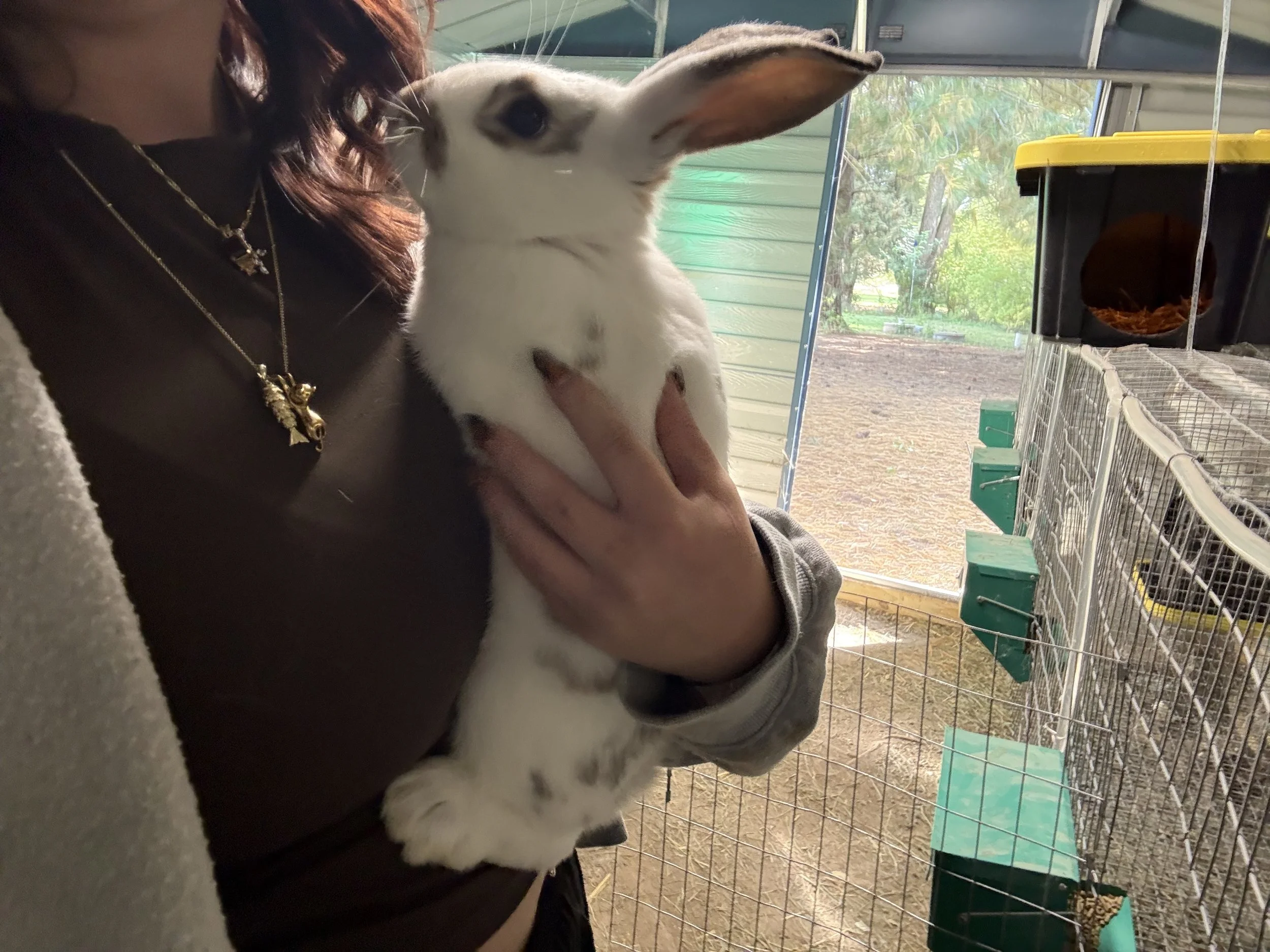Person holding a white rabbit beside its wire enclosure and feeding supplies