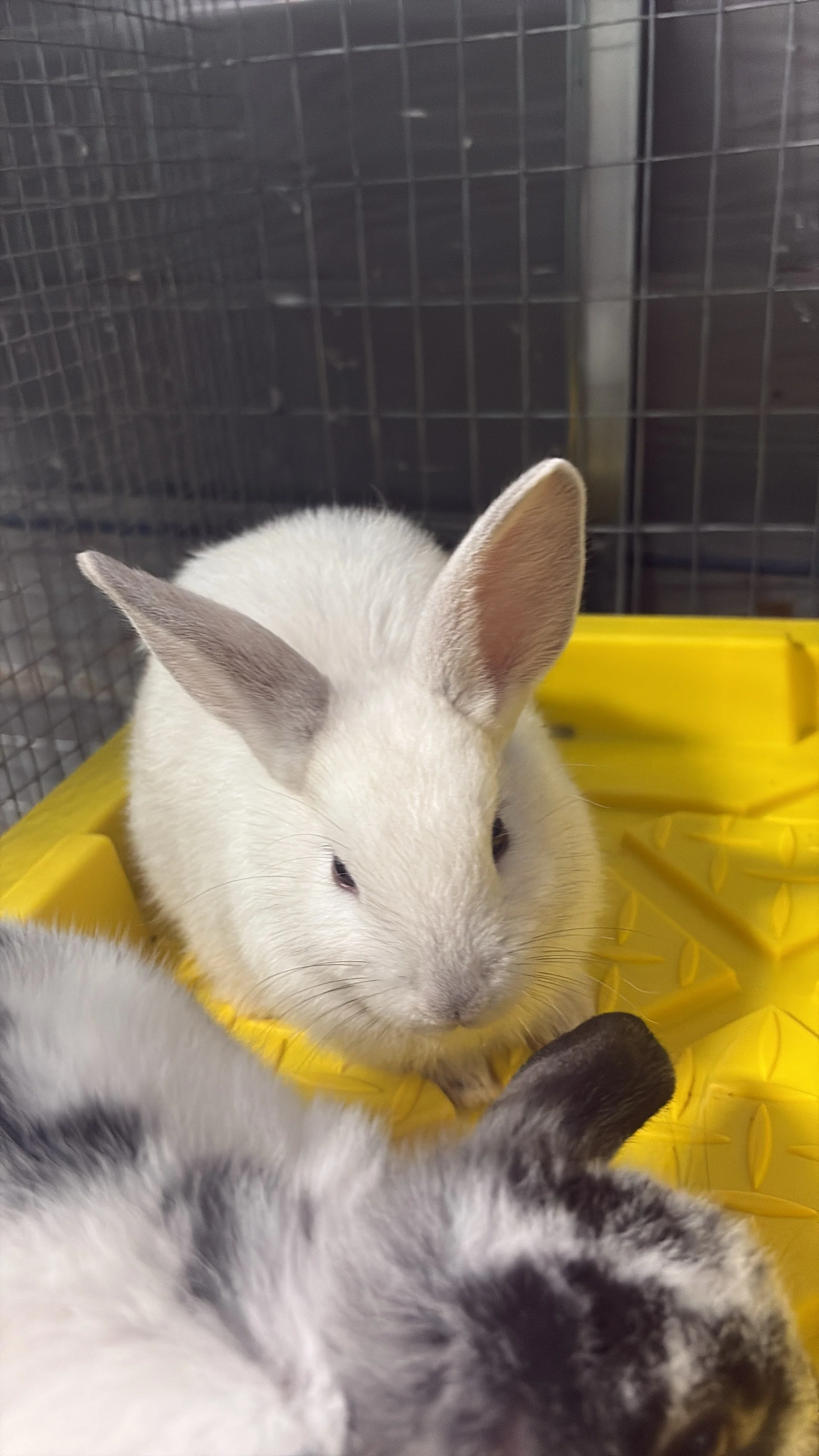Close-up of a white goat with gray markings resting in a yellow plastic container