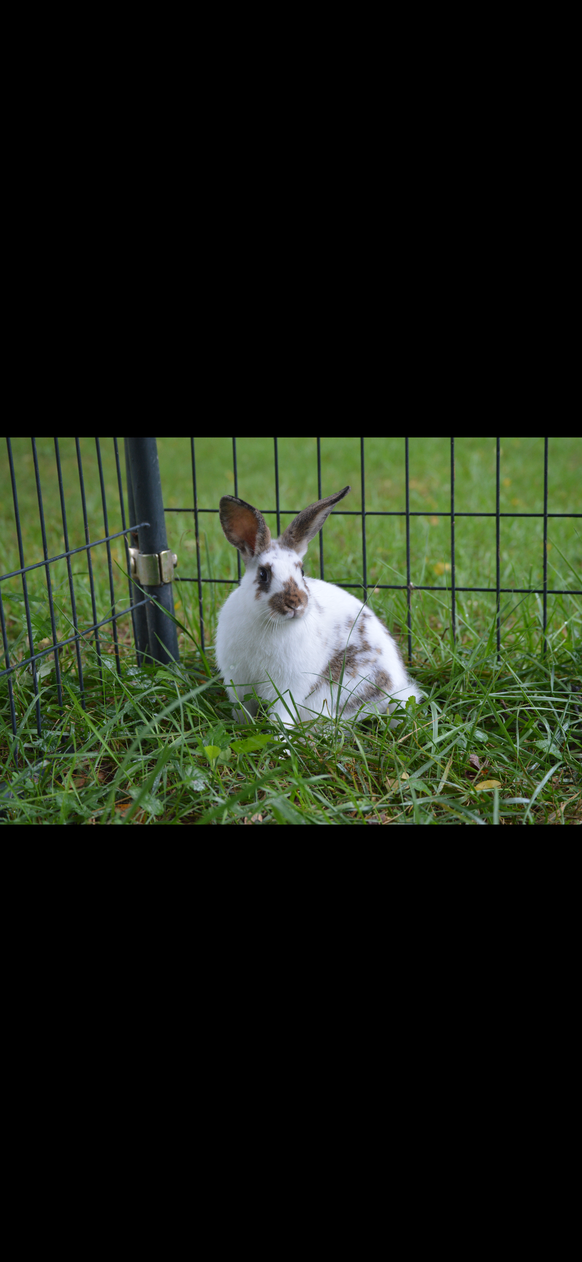 White and brown rabbit sitting in grass inside a wire fence