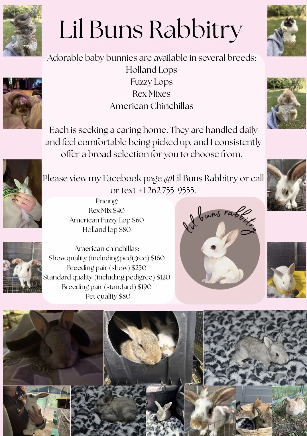 Lil Buns Rabbitry flyer advertising baby Holland Lop, American Fuzzy Lop, Rex Mix, and American Chinchilla rabbits, with pricing, contact information, and photos of rabbits.