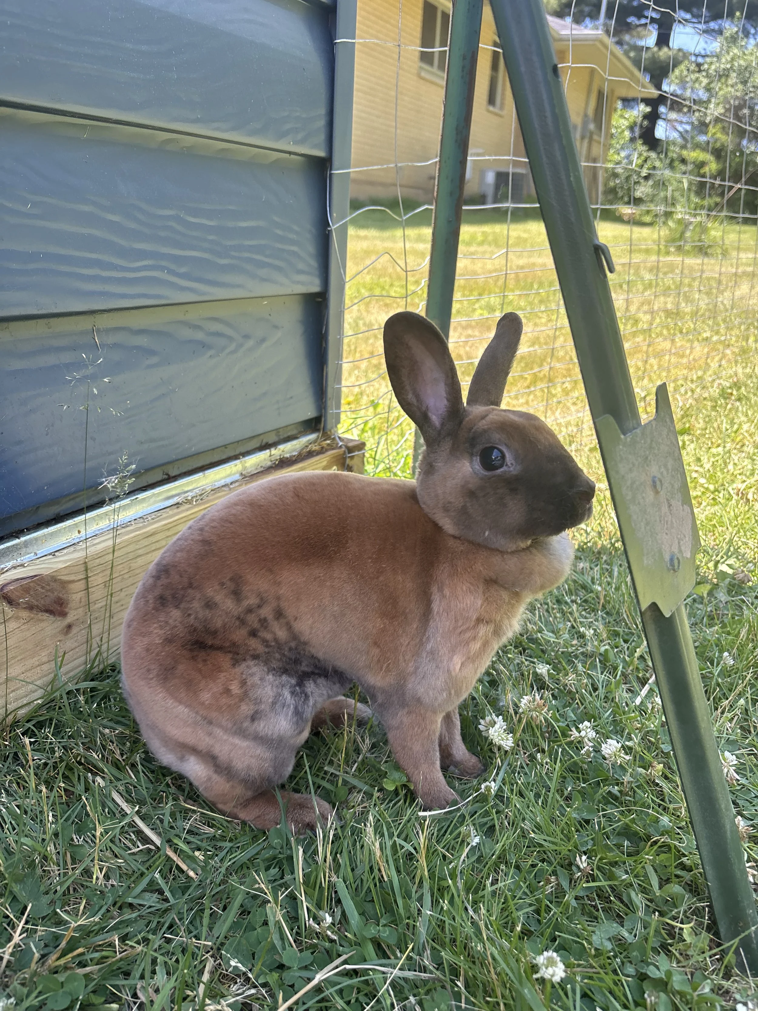 Brown rabbit sitting in a grassy outdoor enclosure beside a wire fence.