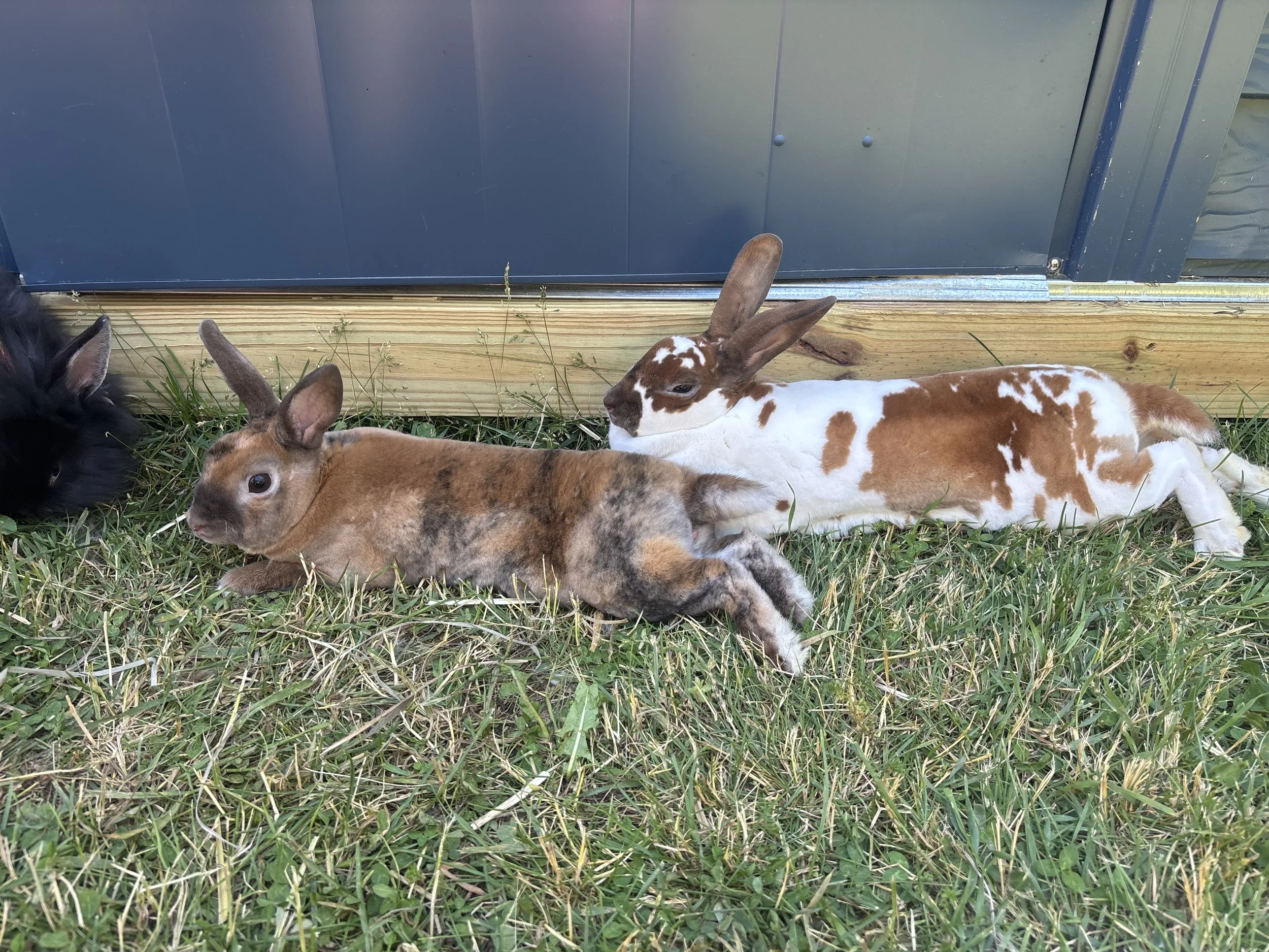 Three rabbits resting together on grass beside a building, including a brown rabbit, a black rabbit, and a white-and-brown spotted rabbit.