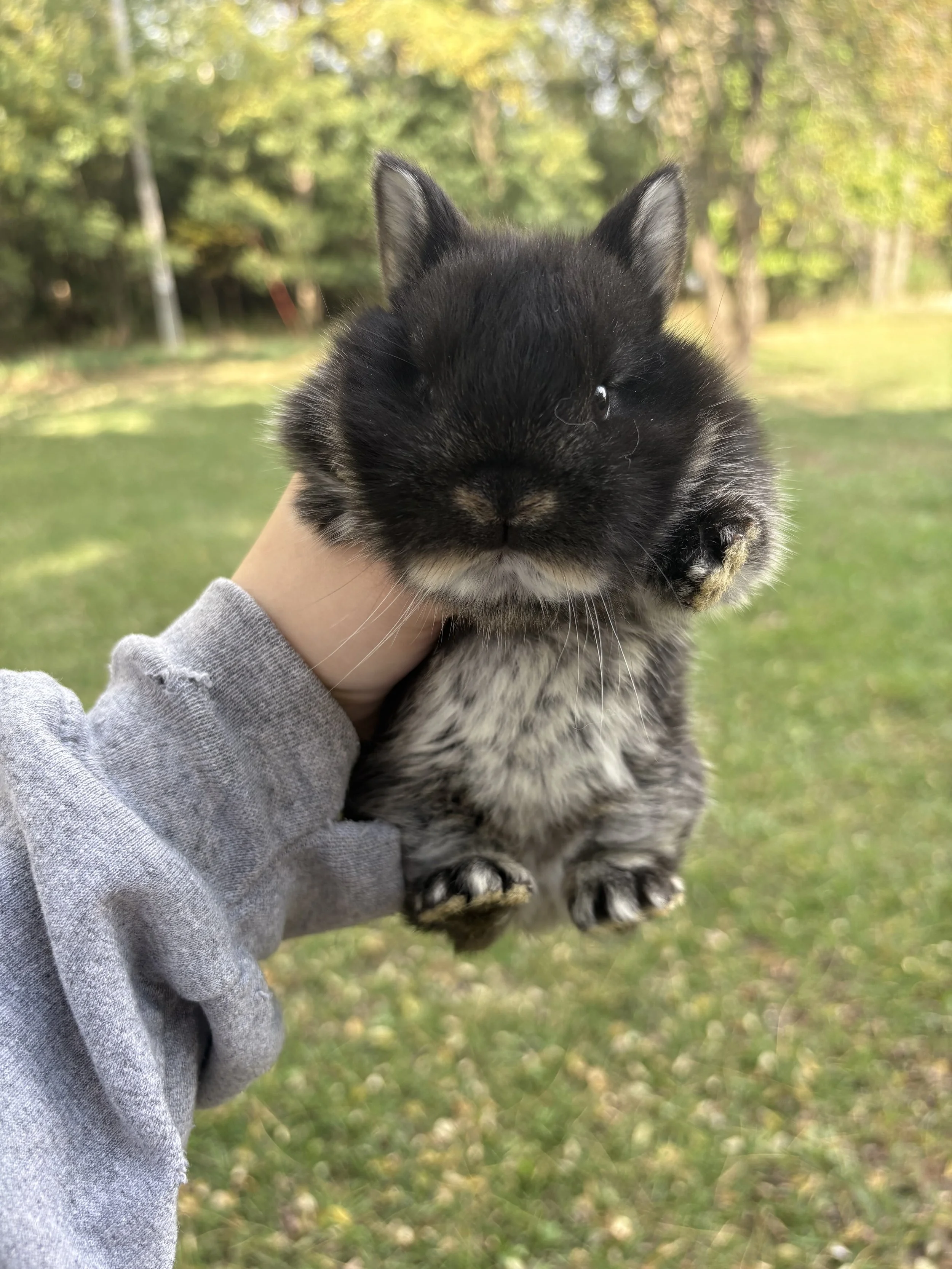 Black-and-white kitten being held outdoors in a sunlit garden