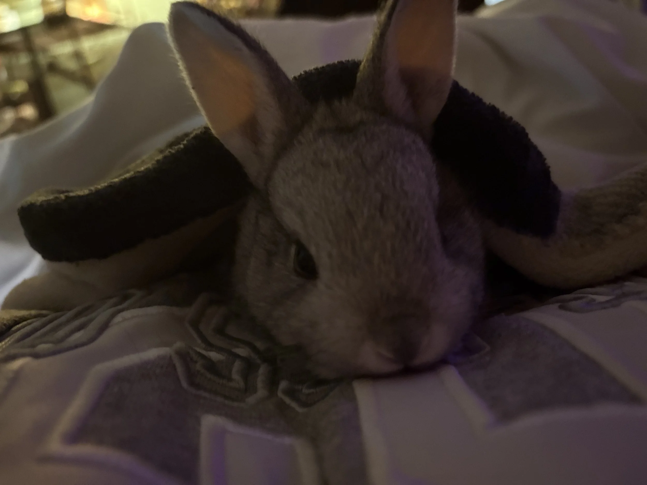 Close-up of a fluffy gray cat resting on a bed beside pillows in dim lighting
