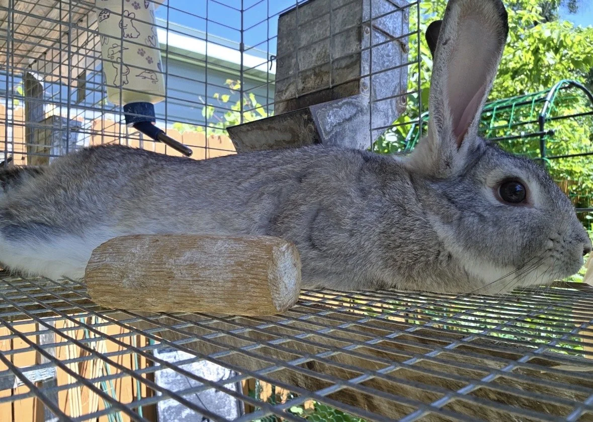 Large gray rabbit resting in a wire outdoor enclosure beside a wooden block