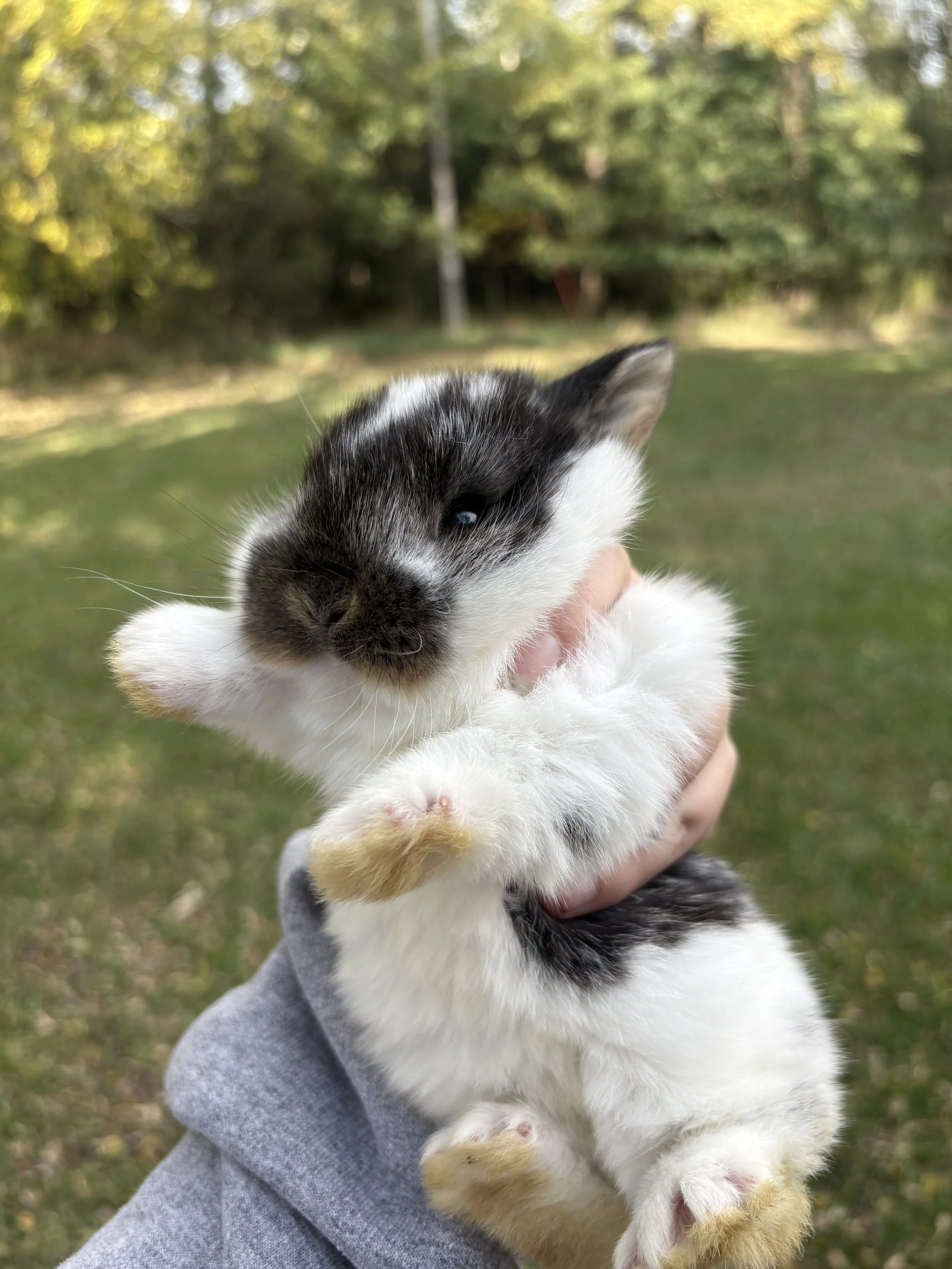 Black-and-white kitten being held outdoors in a grassy park