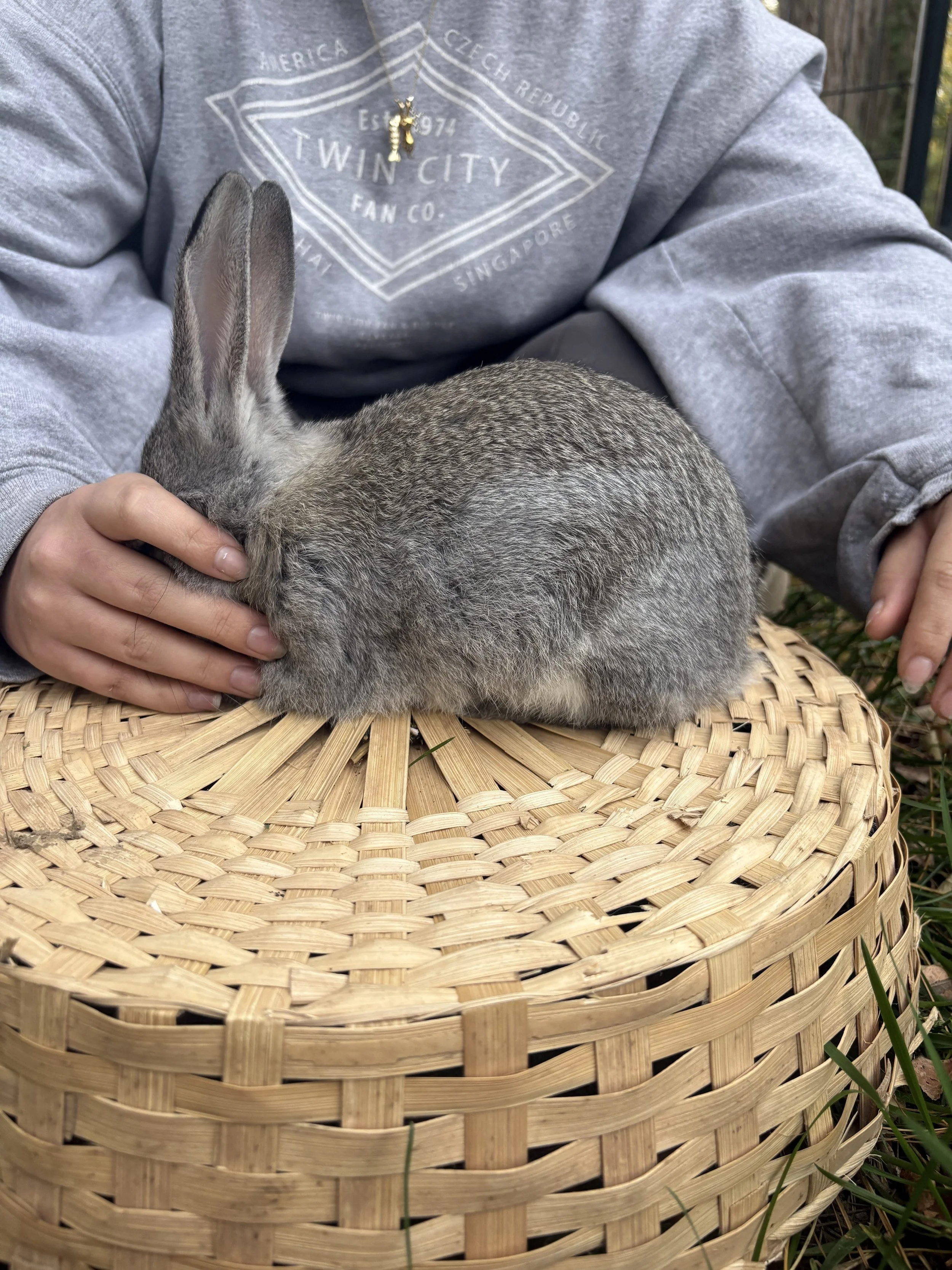 Gray rabbit being gently held by a person in a woven basket outdoors