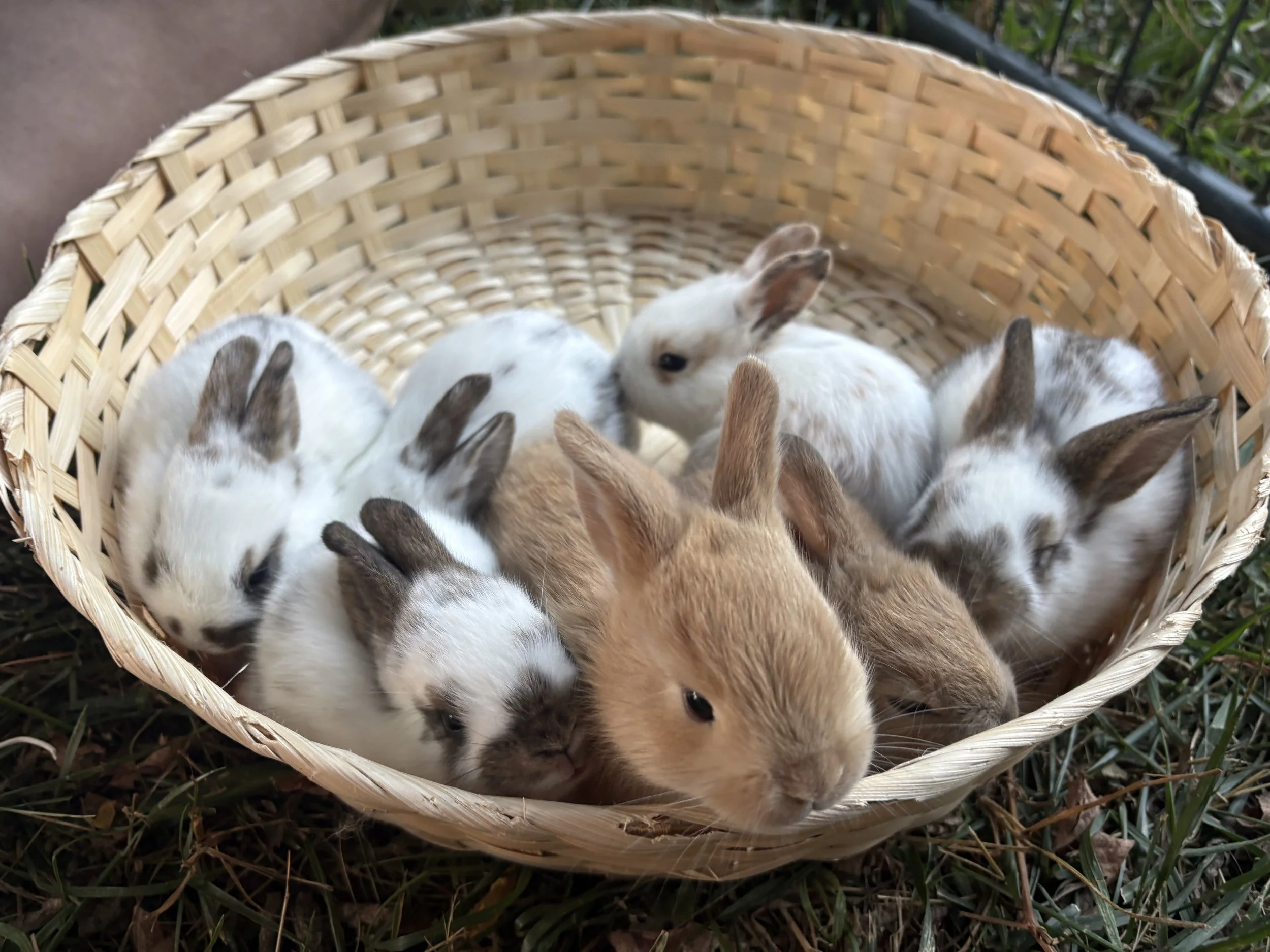 Several colorful baby rabbits nestled together in a woven basket outdoors