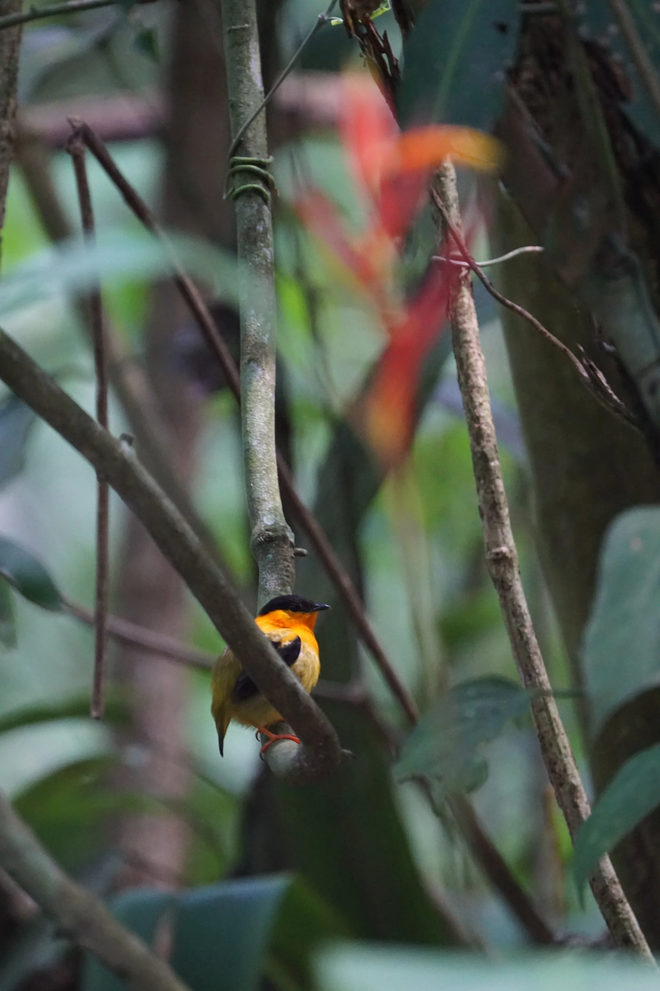  Male orange-collared Manakin 