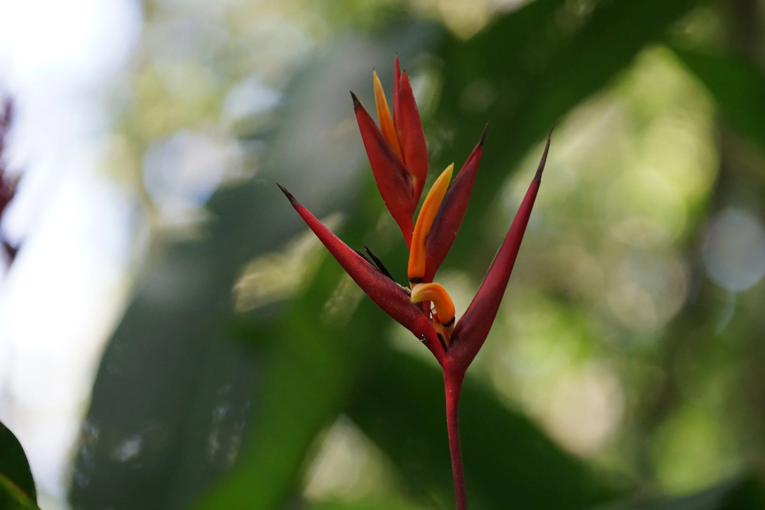  Heliconia flower, commonly known as a parrot's beak or false bird-of-paradise 