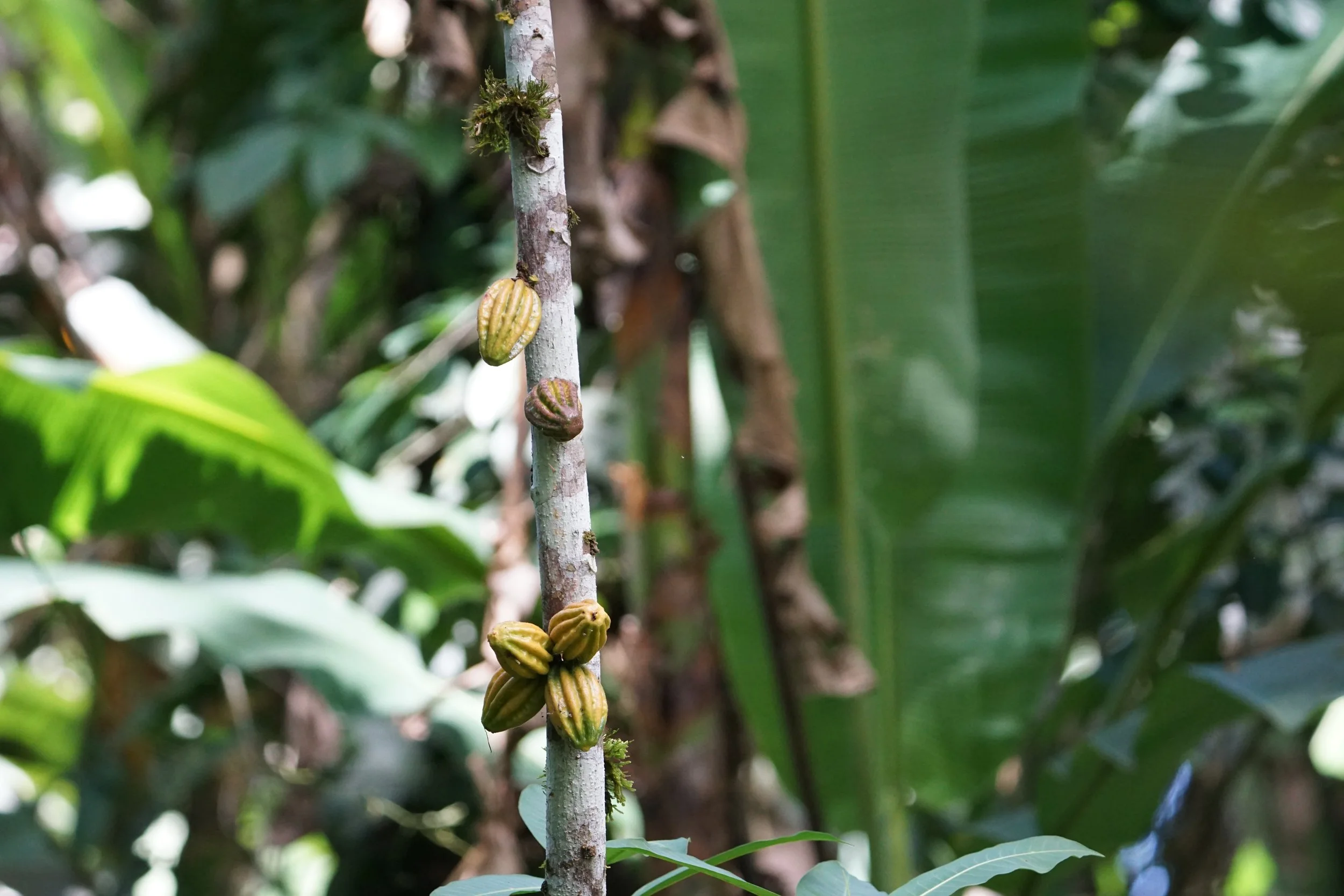  Cacao pods 