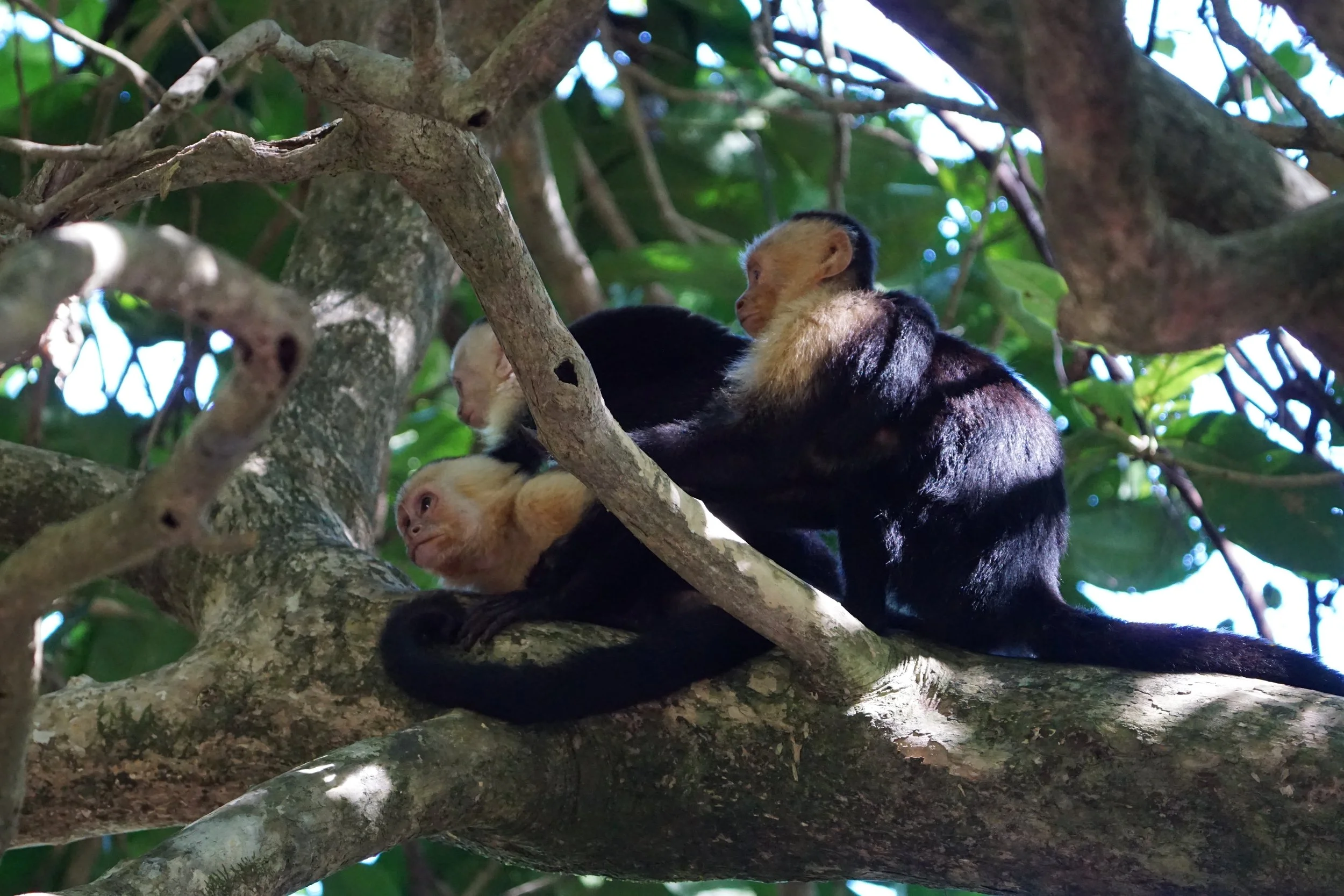  White faced Capuchin monkeys 