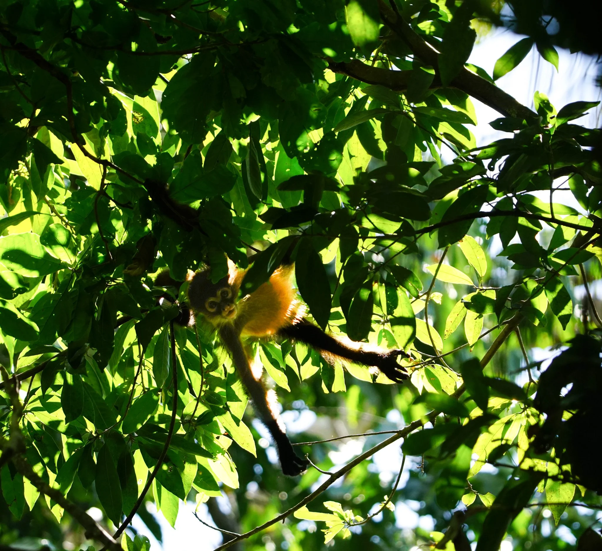  Baby Spider Monkey 