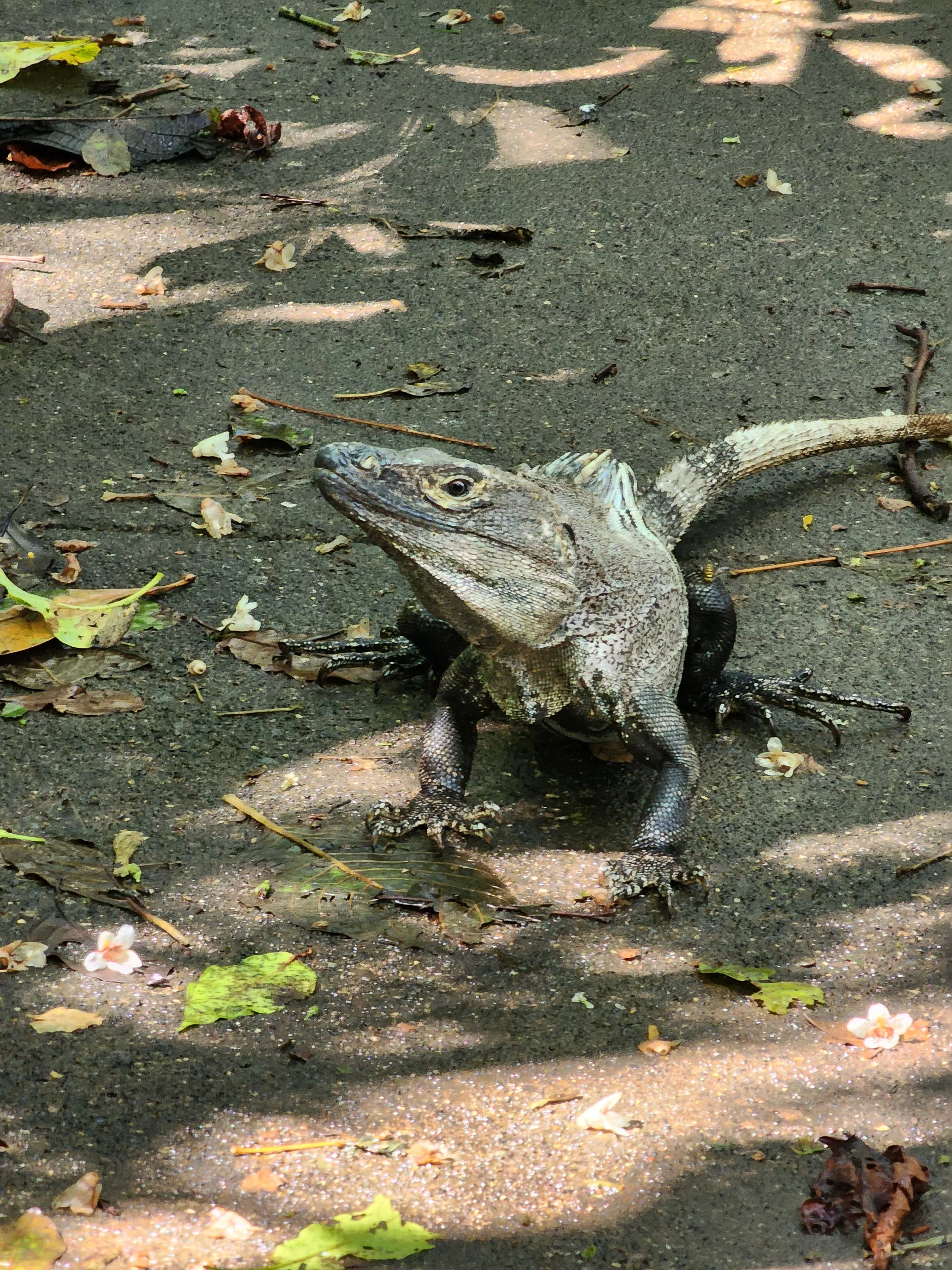 Black Spiny-tailed Iguana