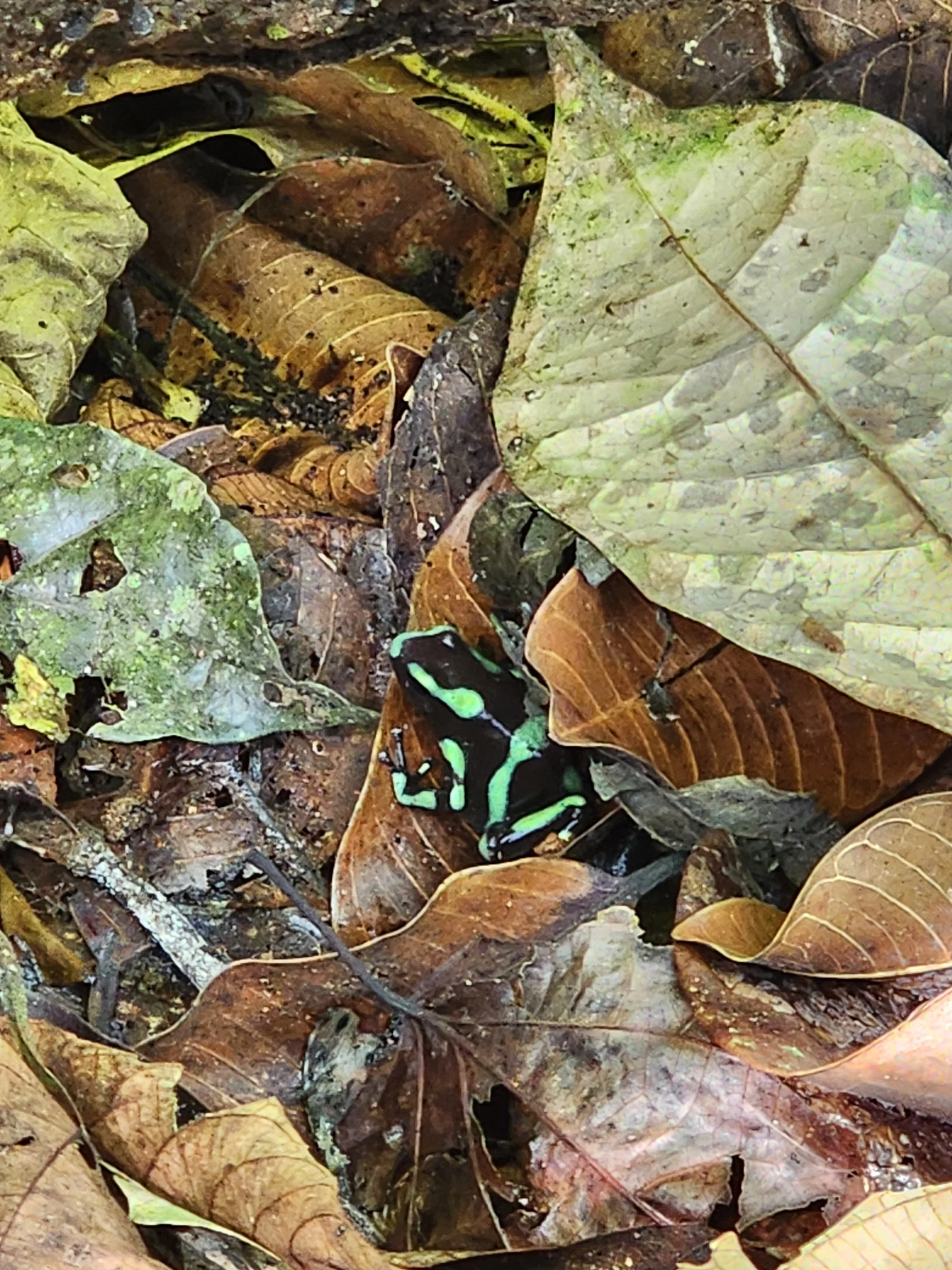 Green and Black Poison Dart Frog