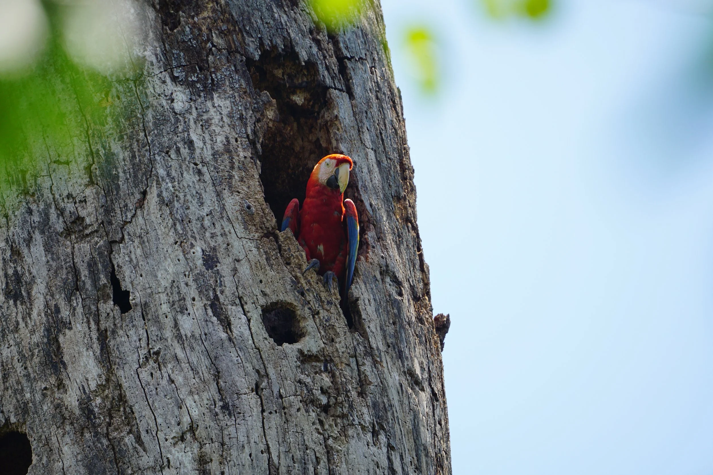 Scarlet Macaw, Costa Rica, Carara National Park