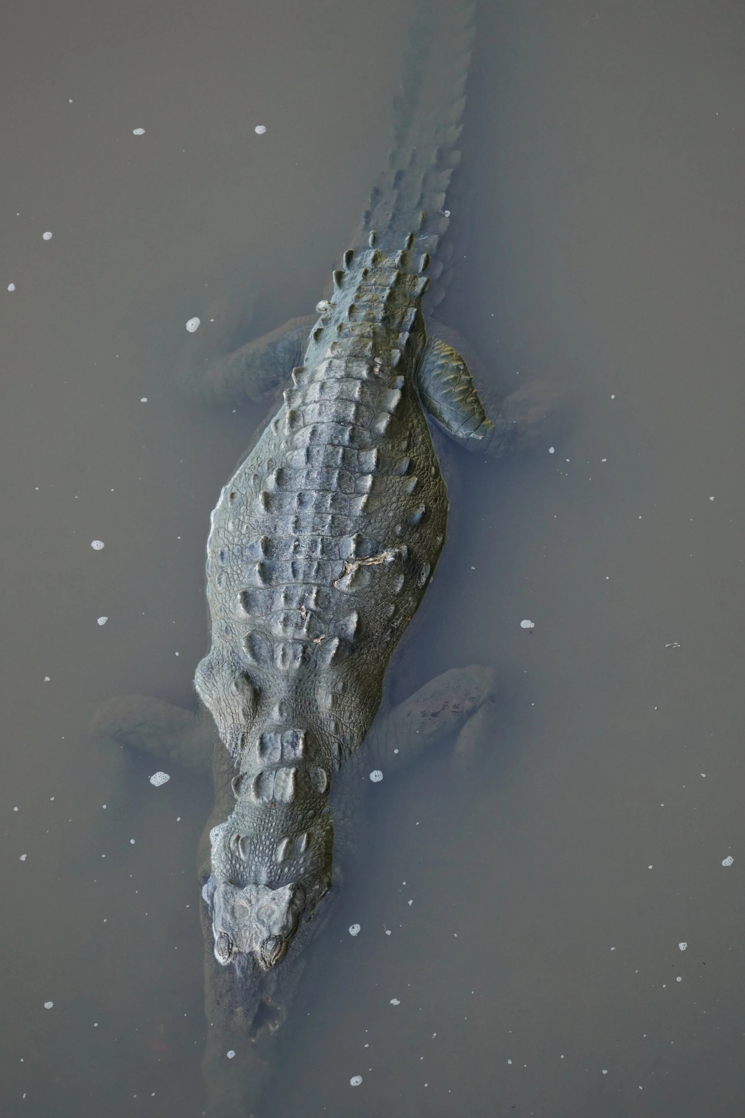 American Crocodile, Tarcoles River costa rica