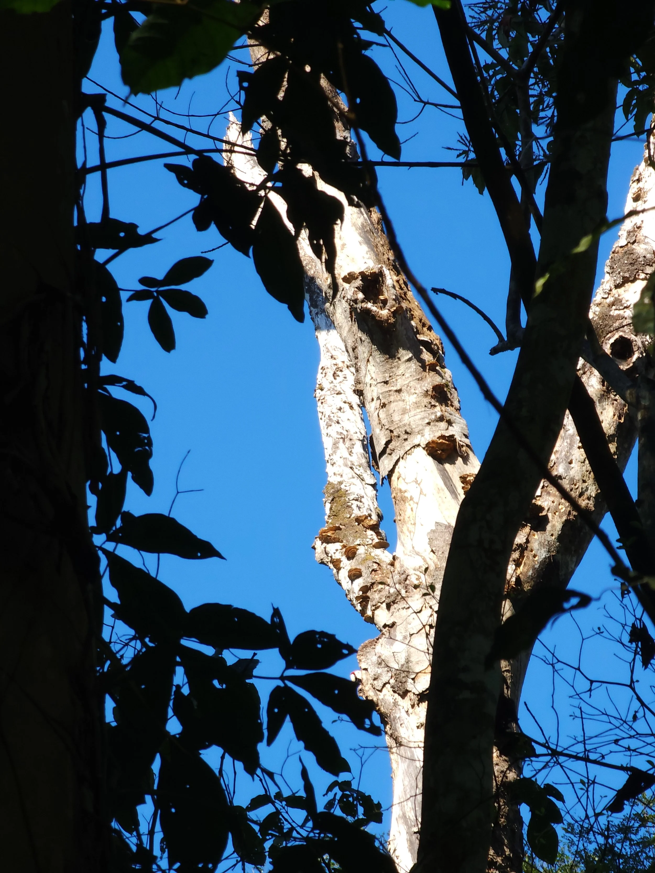 Scarlet Macaw nesting costa rica wildlife hike in carara national park
