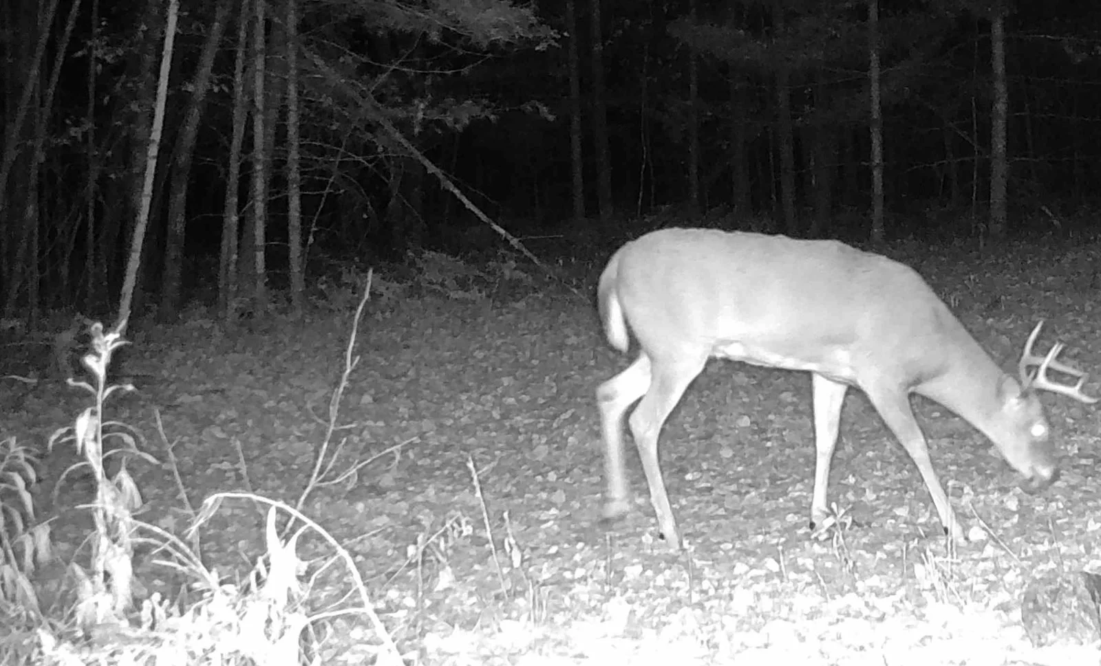 2026-10-09-1942-buck.jpg