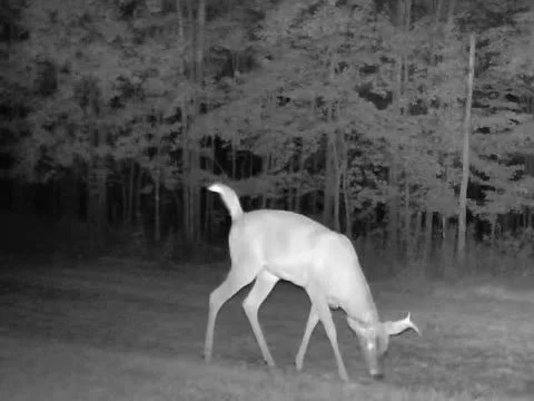 2026-09-23-2137-deer-video-poster.jpg