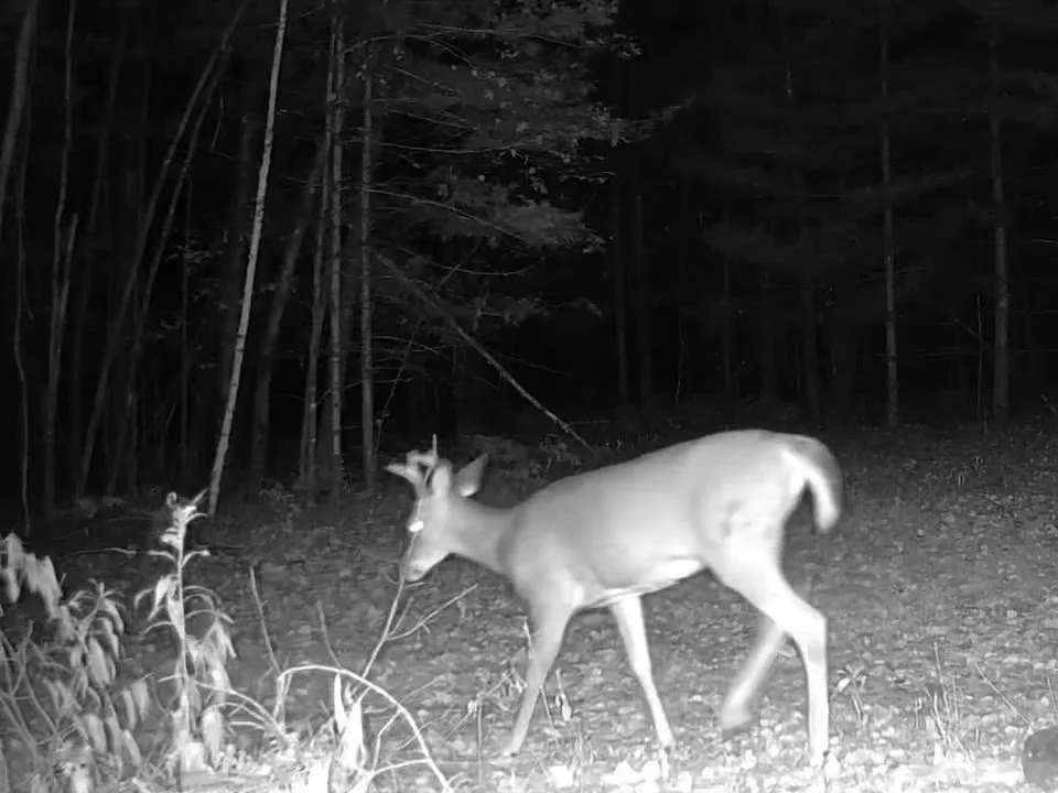 2026-10-09-0604-buck-video-poster.jpg