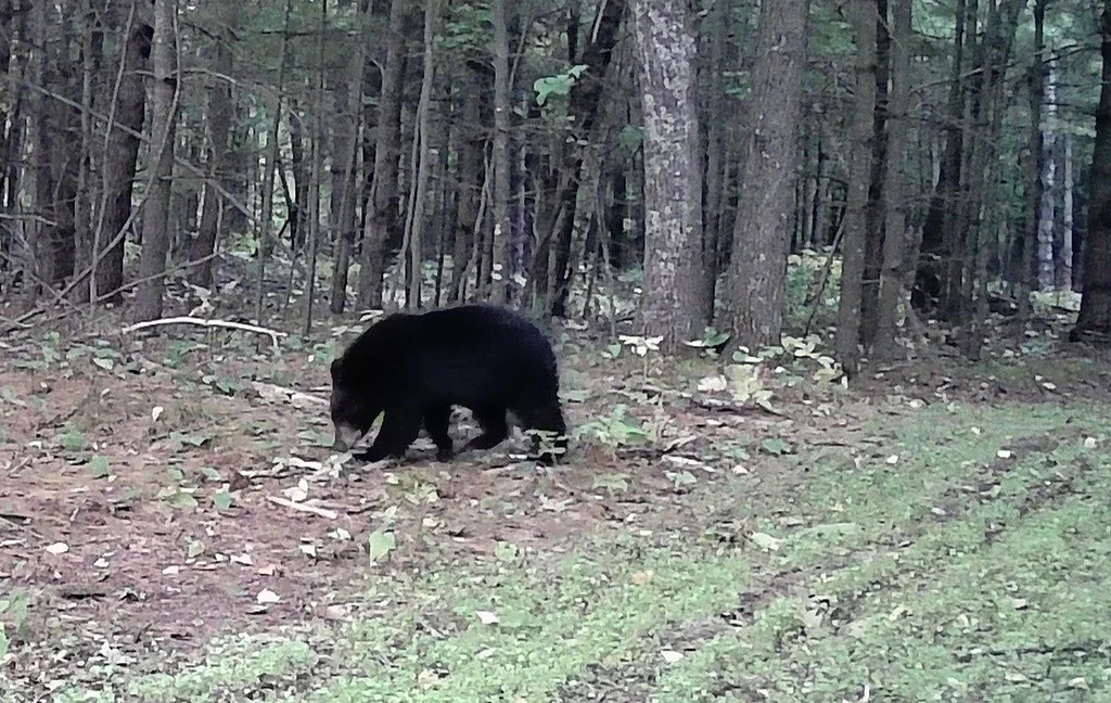 2026-09-23-1858-bear.jpg