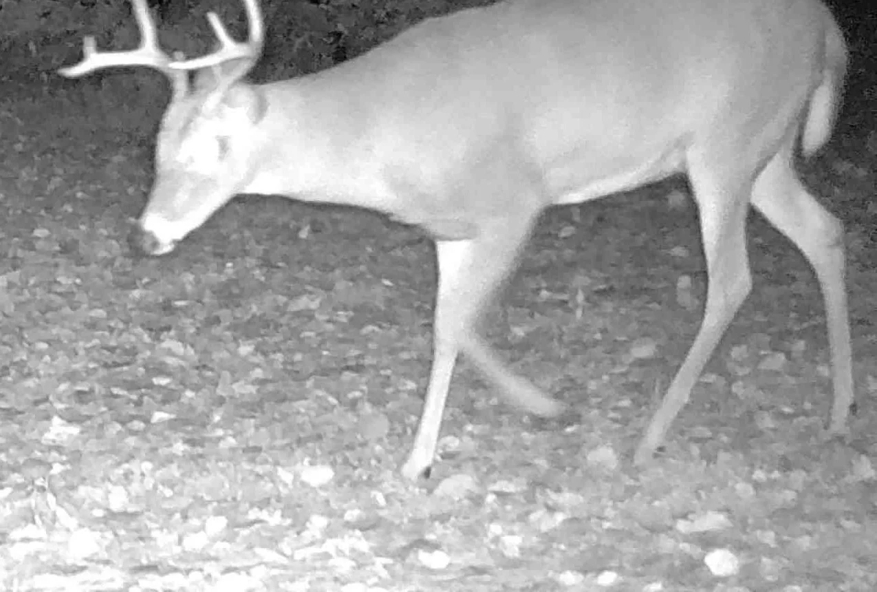 2026-10-08-0540-buck.jpg