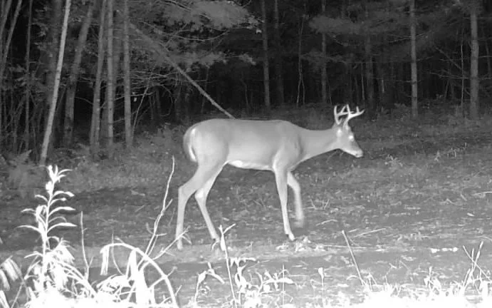 2026-09-08-2115-buck.jpg