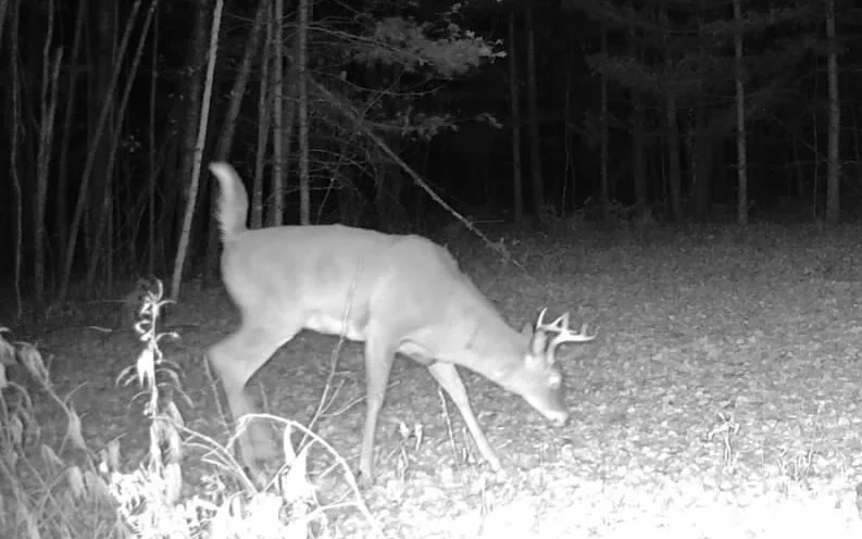2026-10-21-1916-buck.jpg