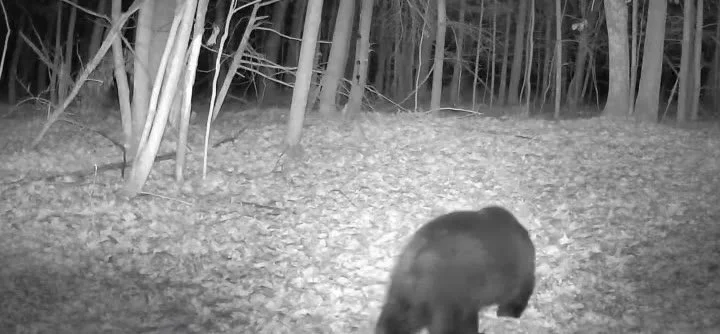 2026-10-23-2049-bears-video-poster.jpg
