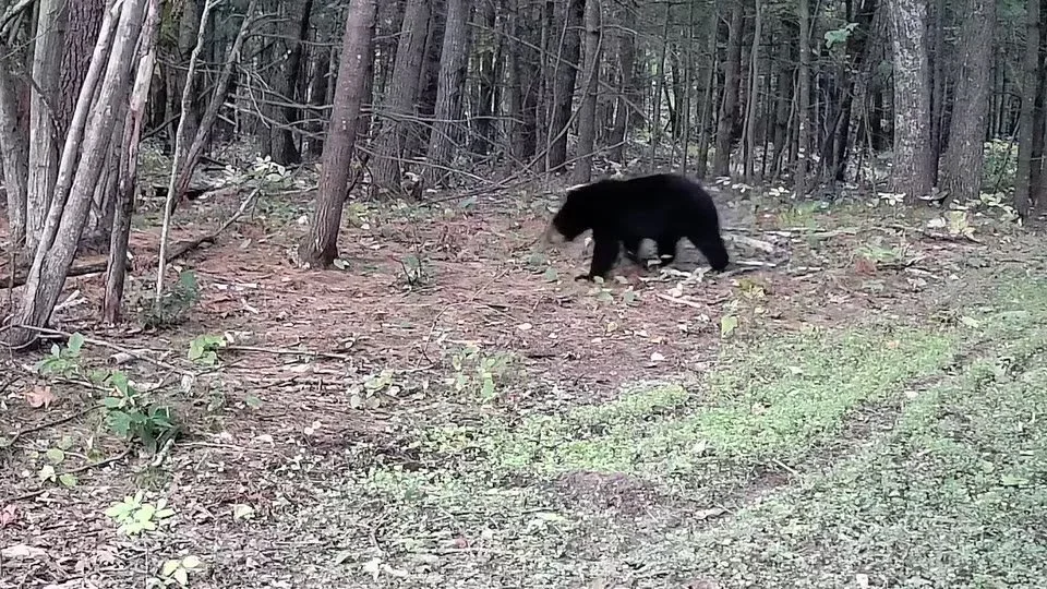 2026-09-23-1858-bears-video-poster.jpg