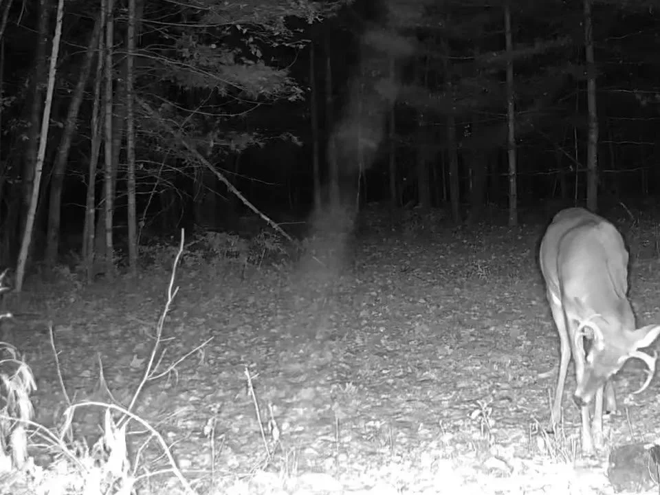 2026-10-08-0618-buck-video-poster.jpg
