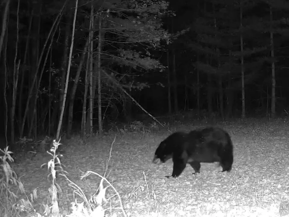 2026-10-10-2308-bear-video-poster.jpg