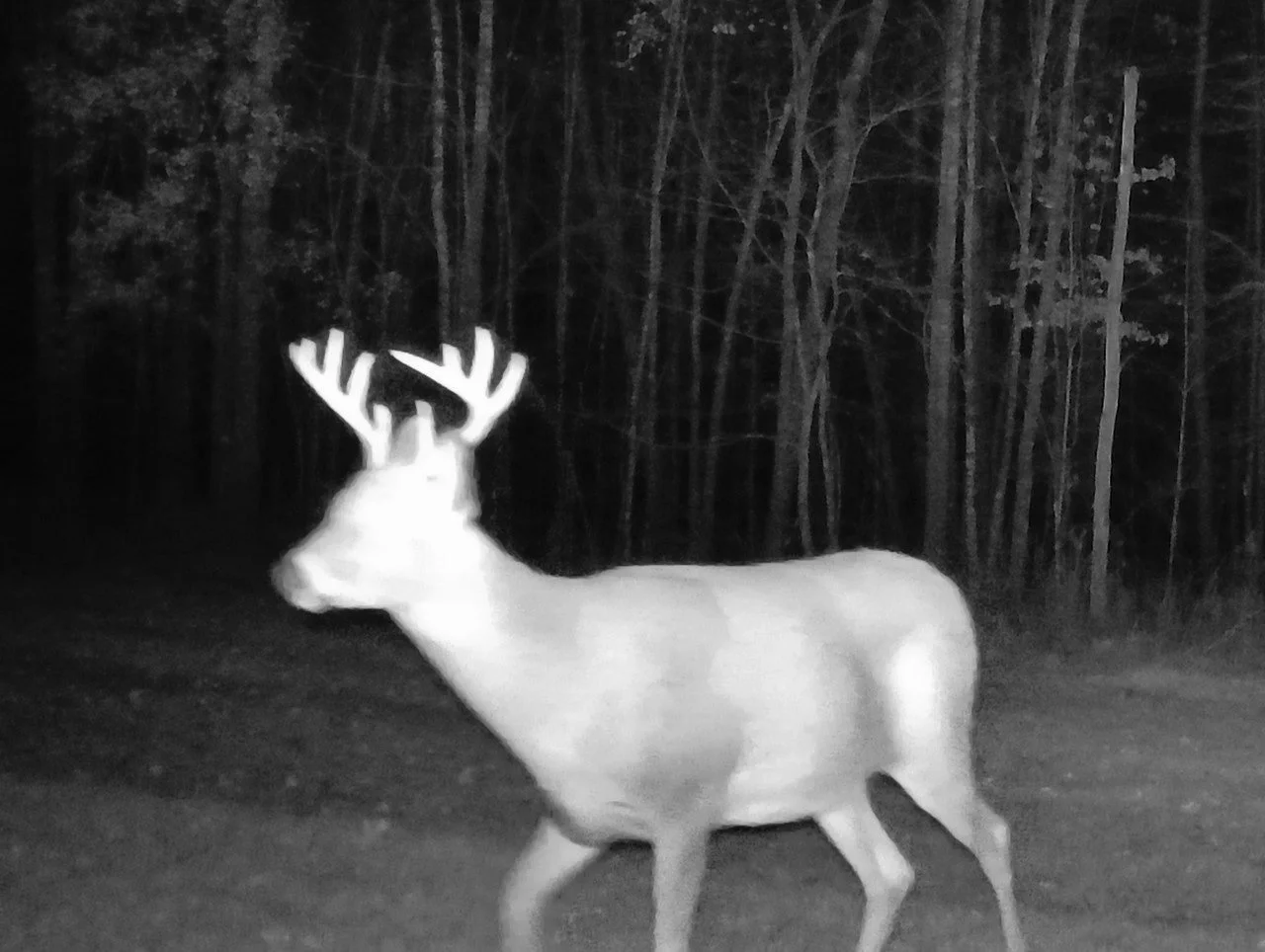 2026-10-26-0600-buck.jpg