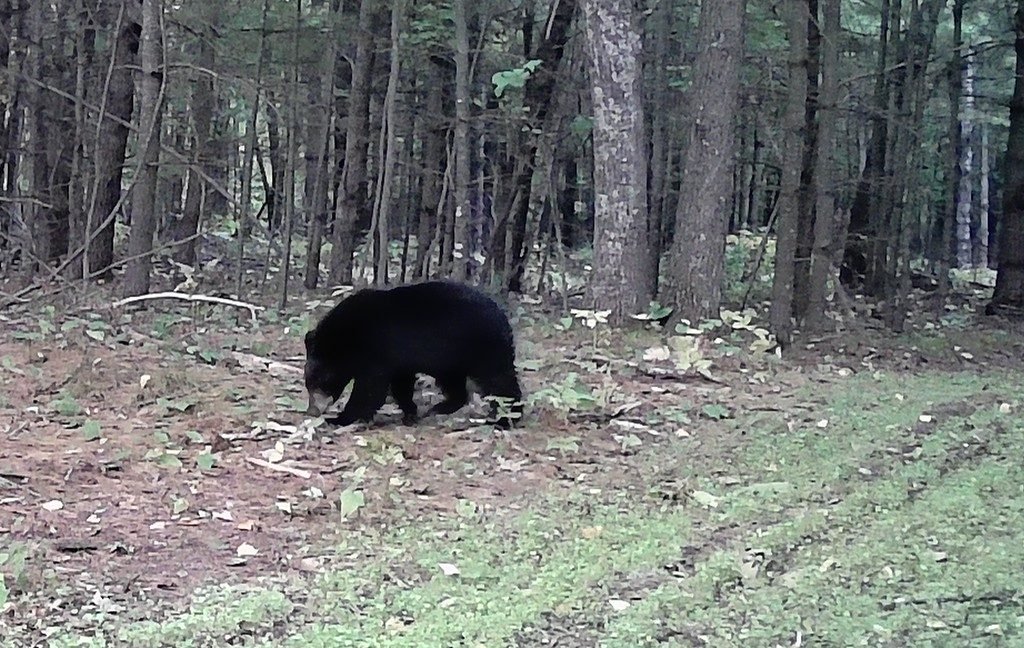 2026-09-23-1858-bear.jpg
