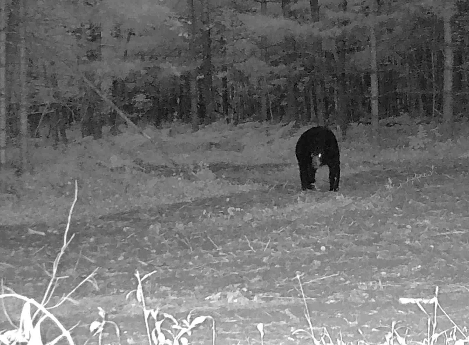 2026-09-10-0617-bear.jpg