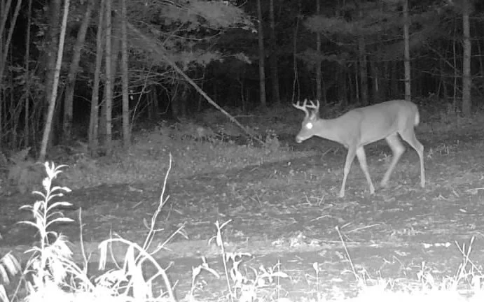 2026-09-08-2132-buck.jpg