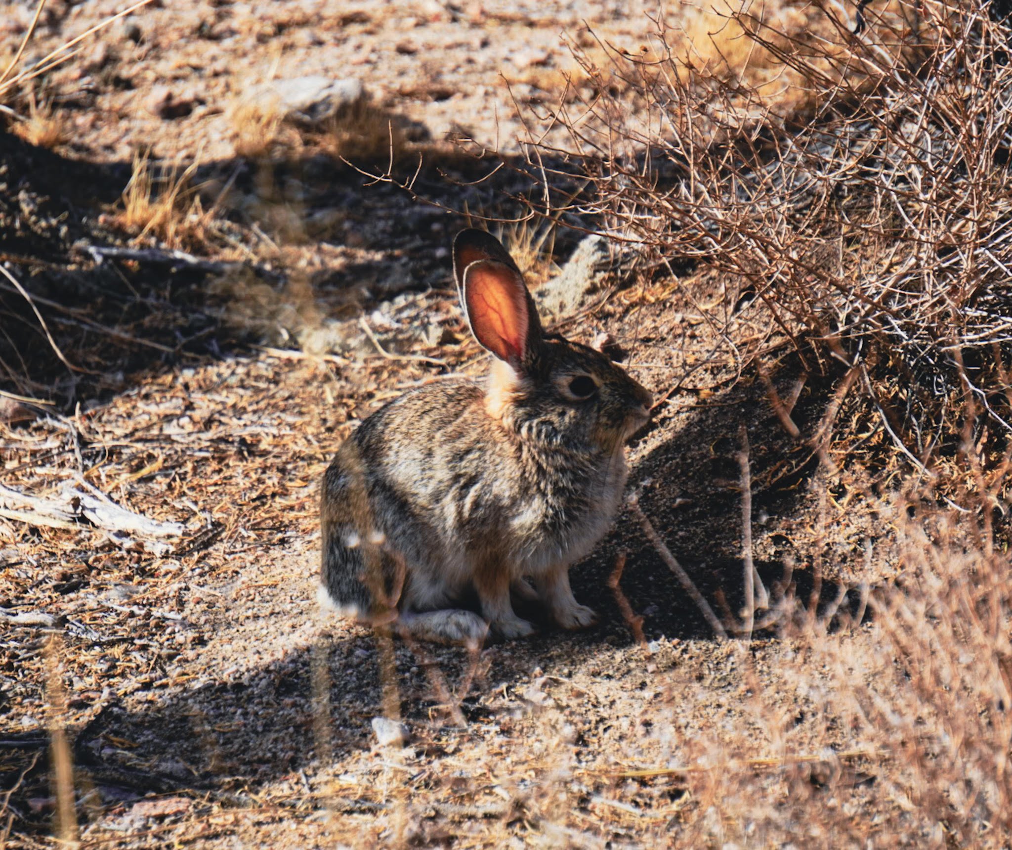 rabbit.jpg