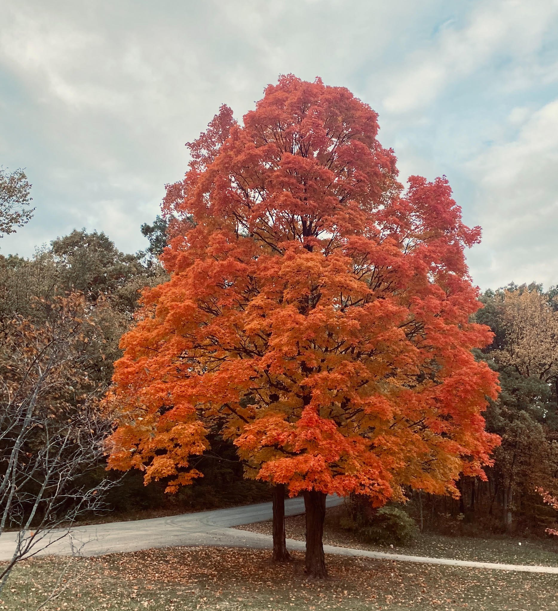 autumn.jpg