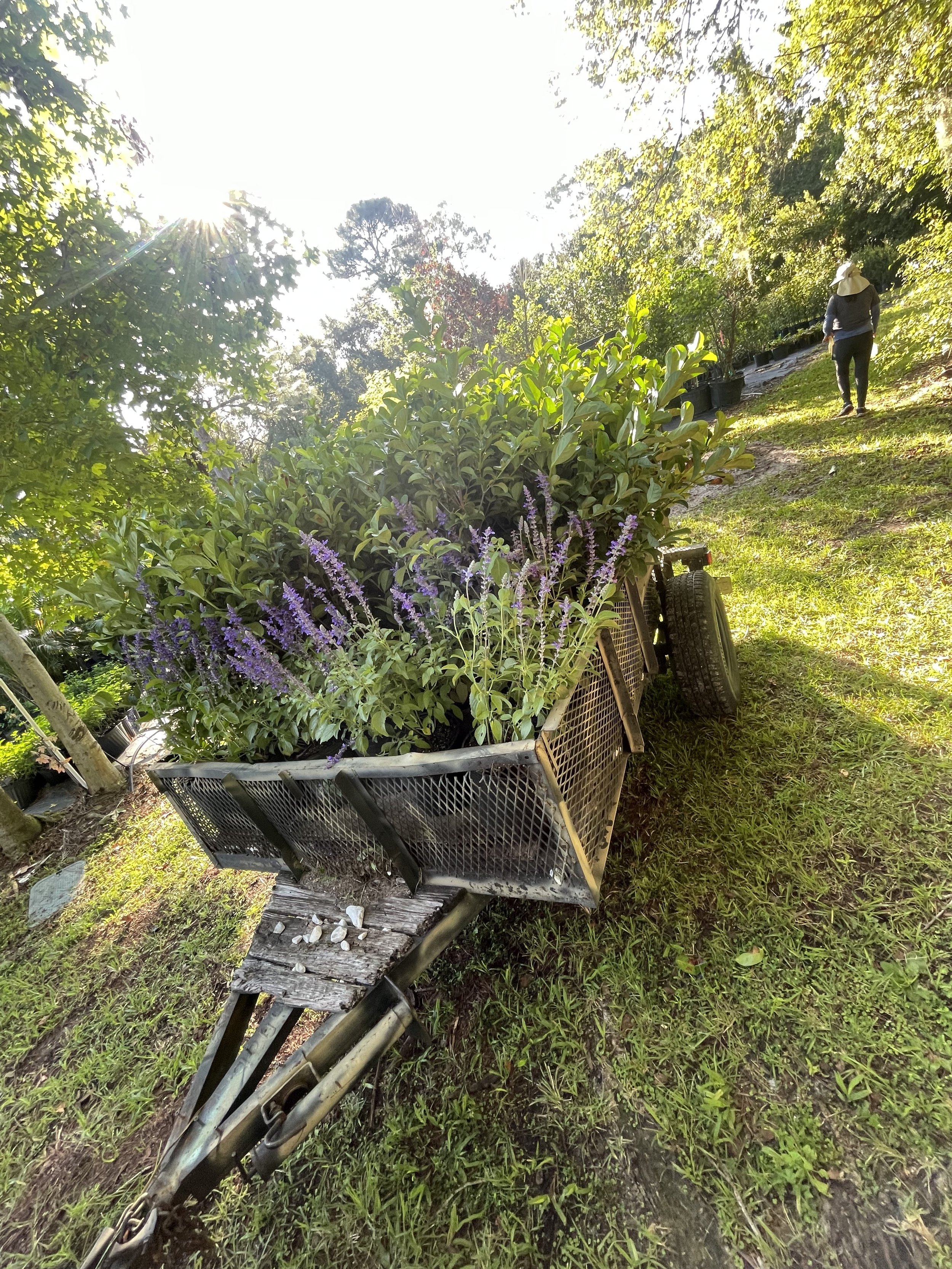 Person tending plants in a sunlit tropical garden beside a flower-filled garden cart