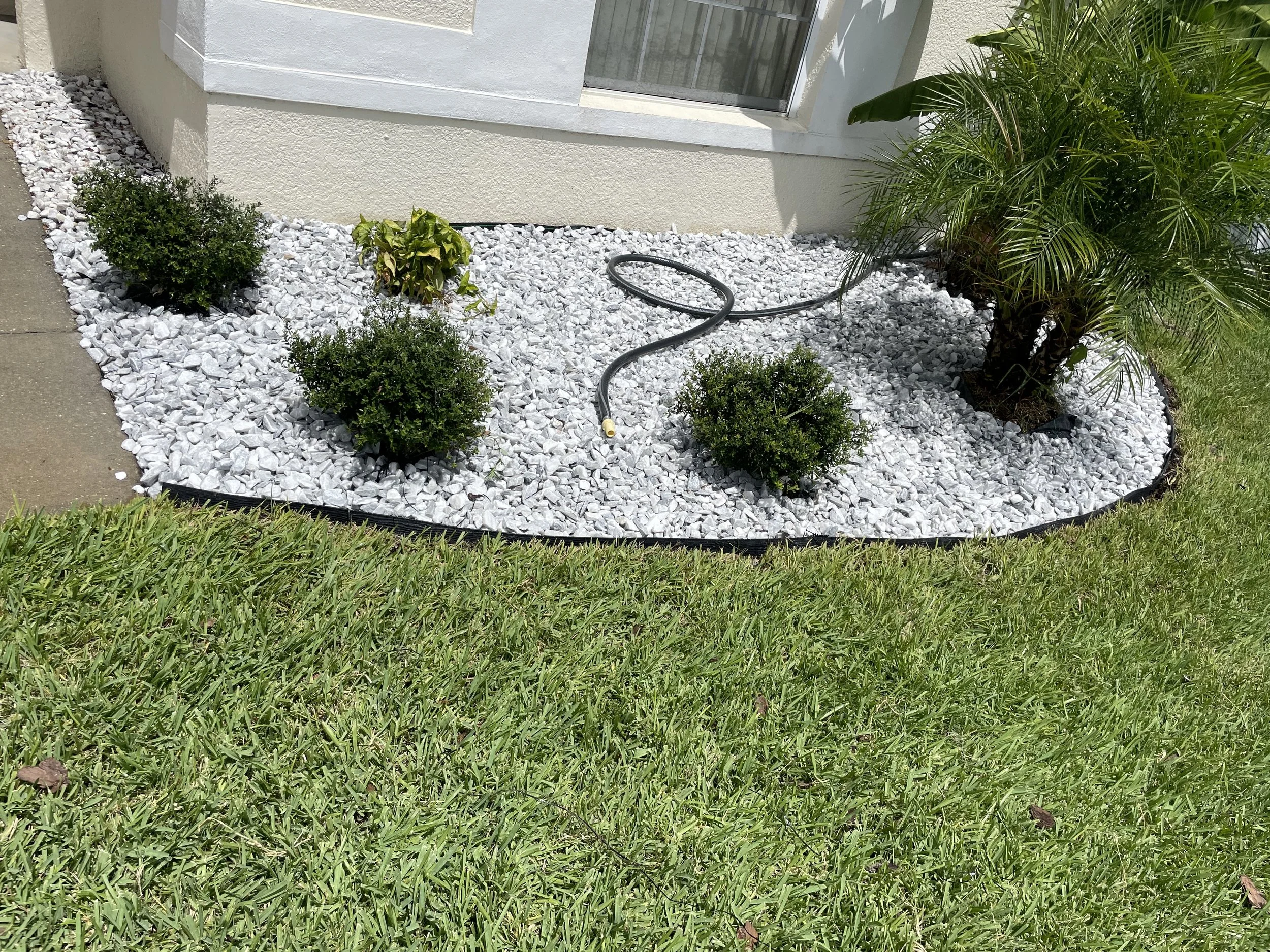 Landscaped garden bed with white decorative rocks, trimmed shrubs, palm plants, and a garden hose beside a house.